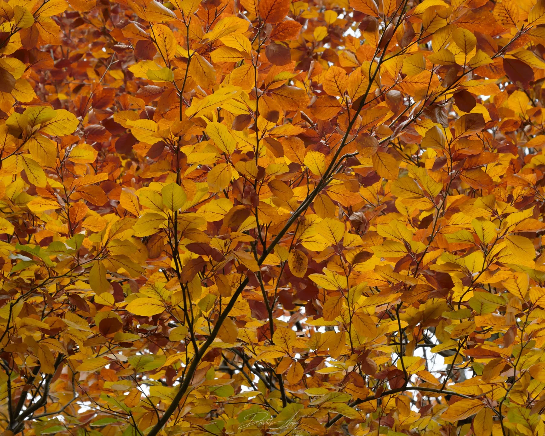 European Beach Patterns
