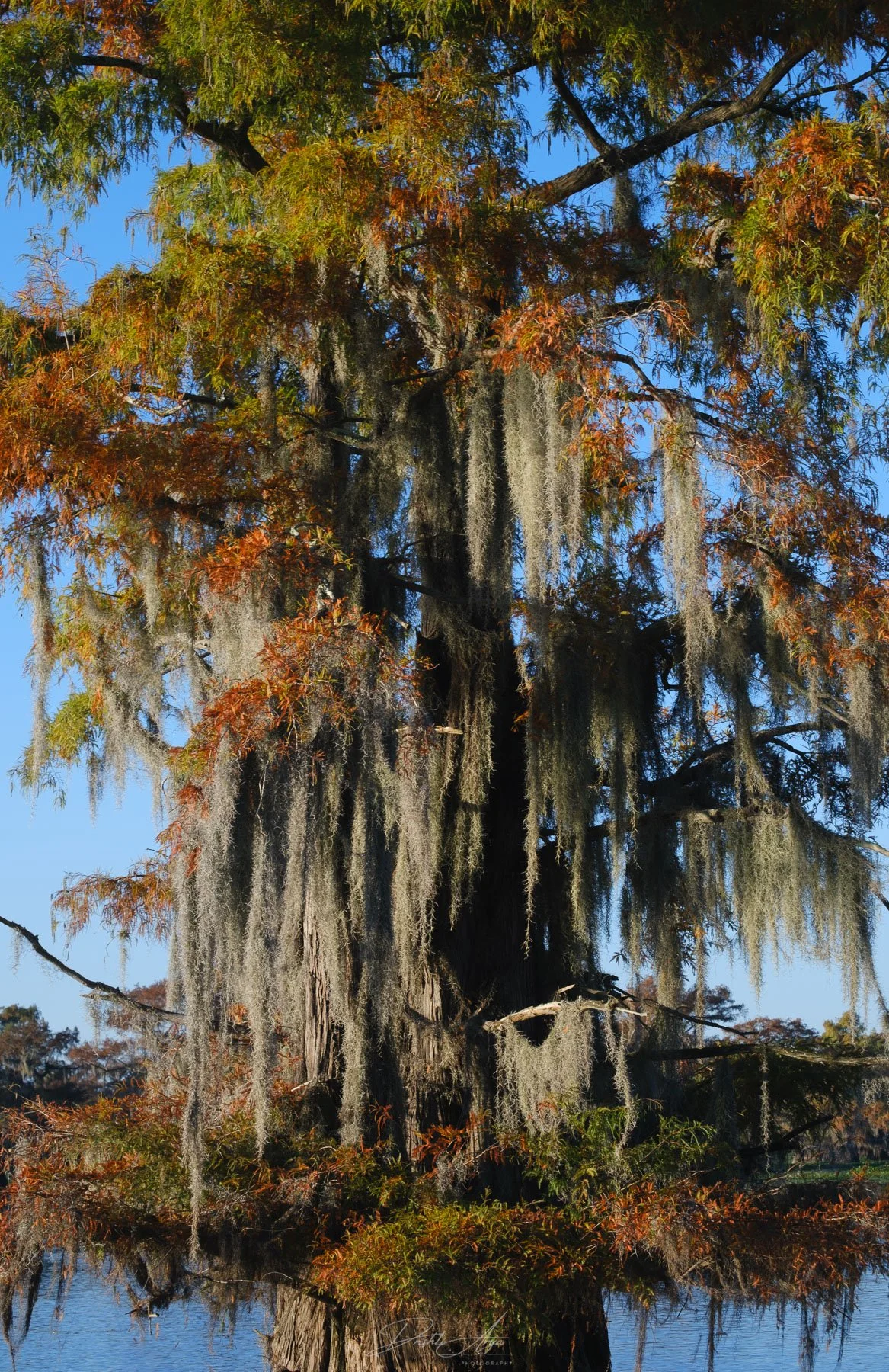 Cypress Portrait