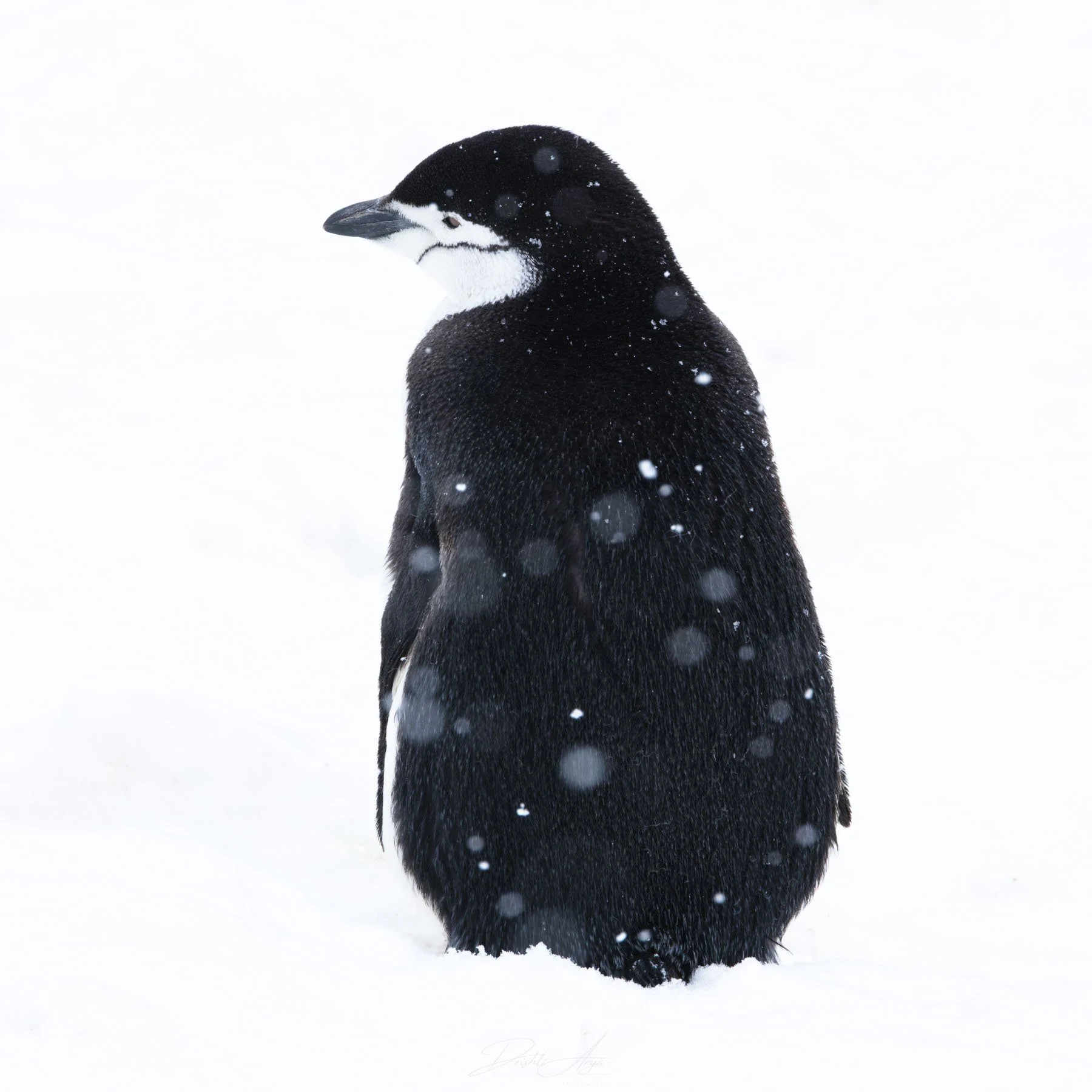 Gentoo Portrait