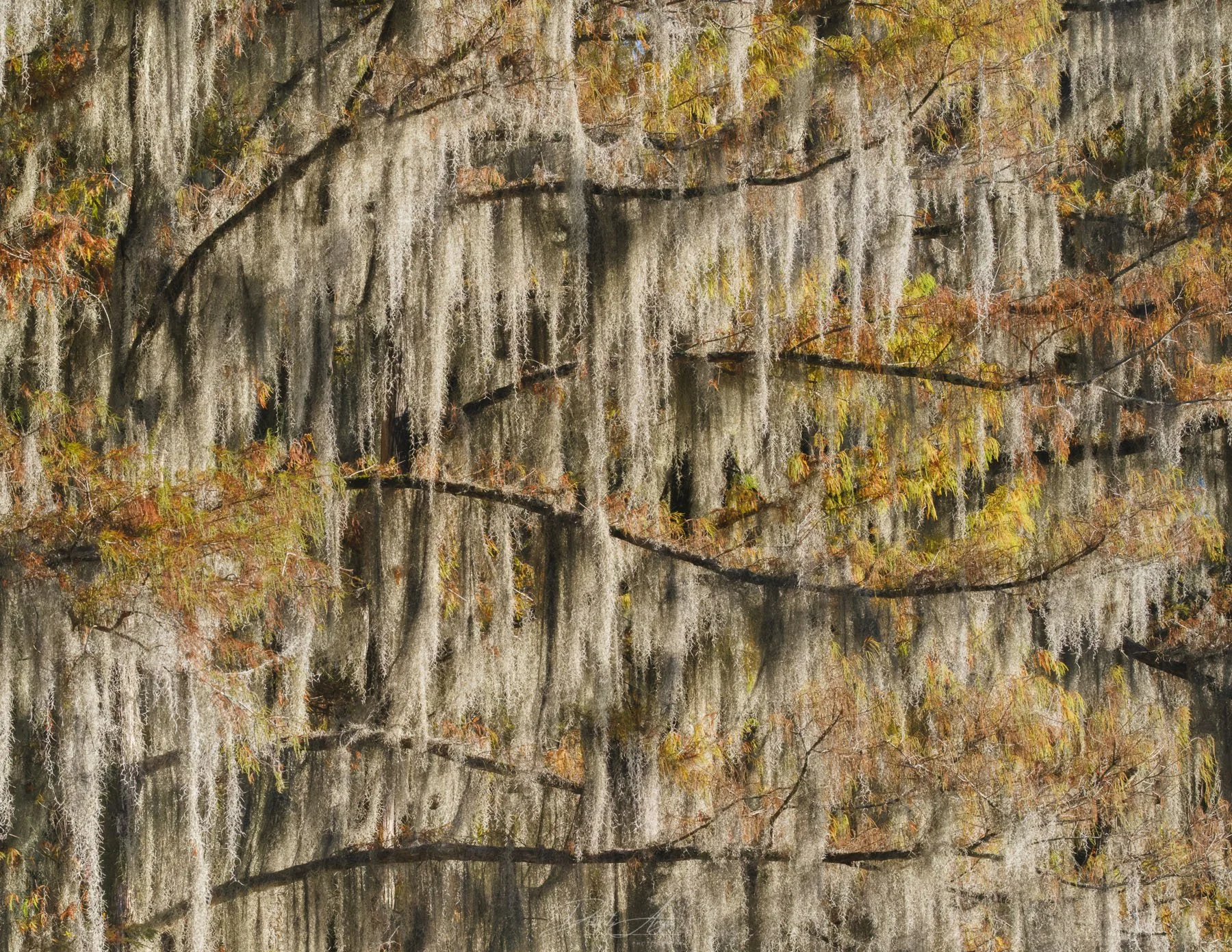 Orignal Image