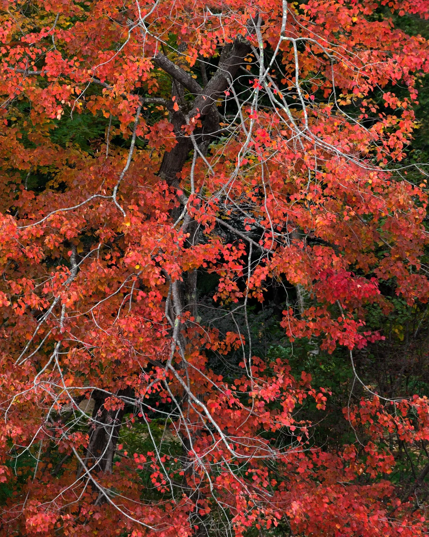 Red Maple