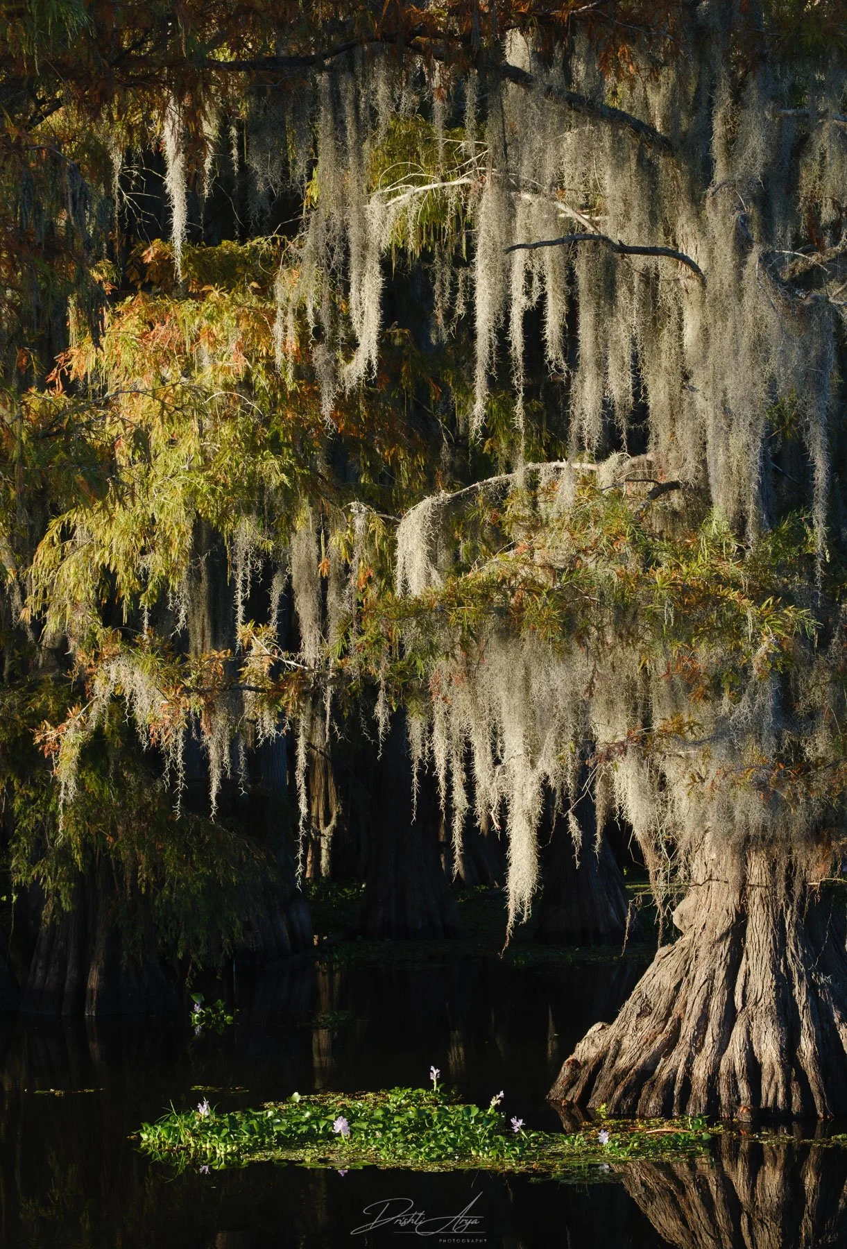 Cypress Tree in Golden Light
