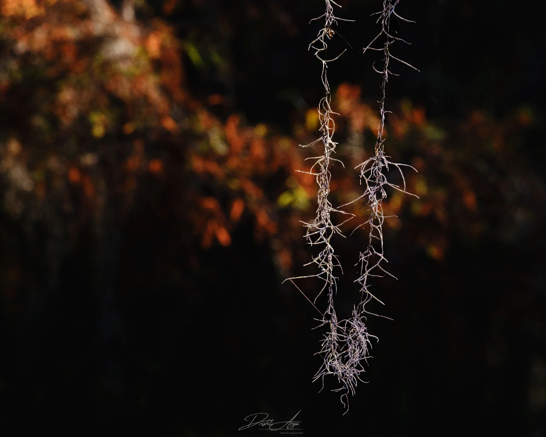 Elements of Caddo Lake