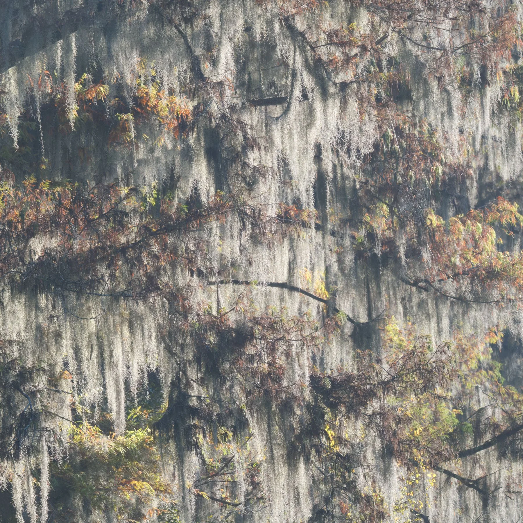 Magical Spanish Moss