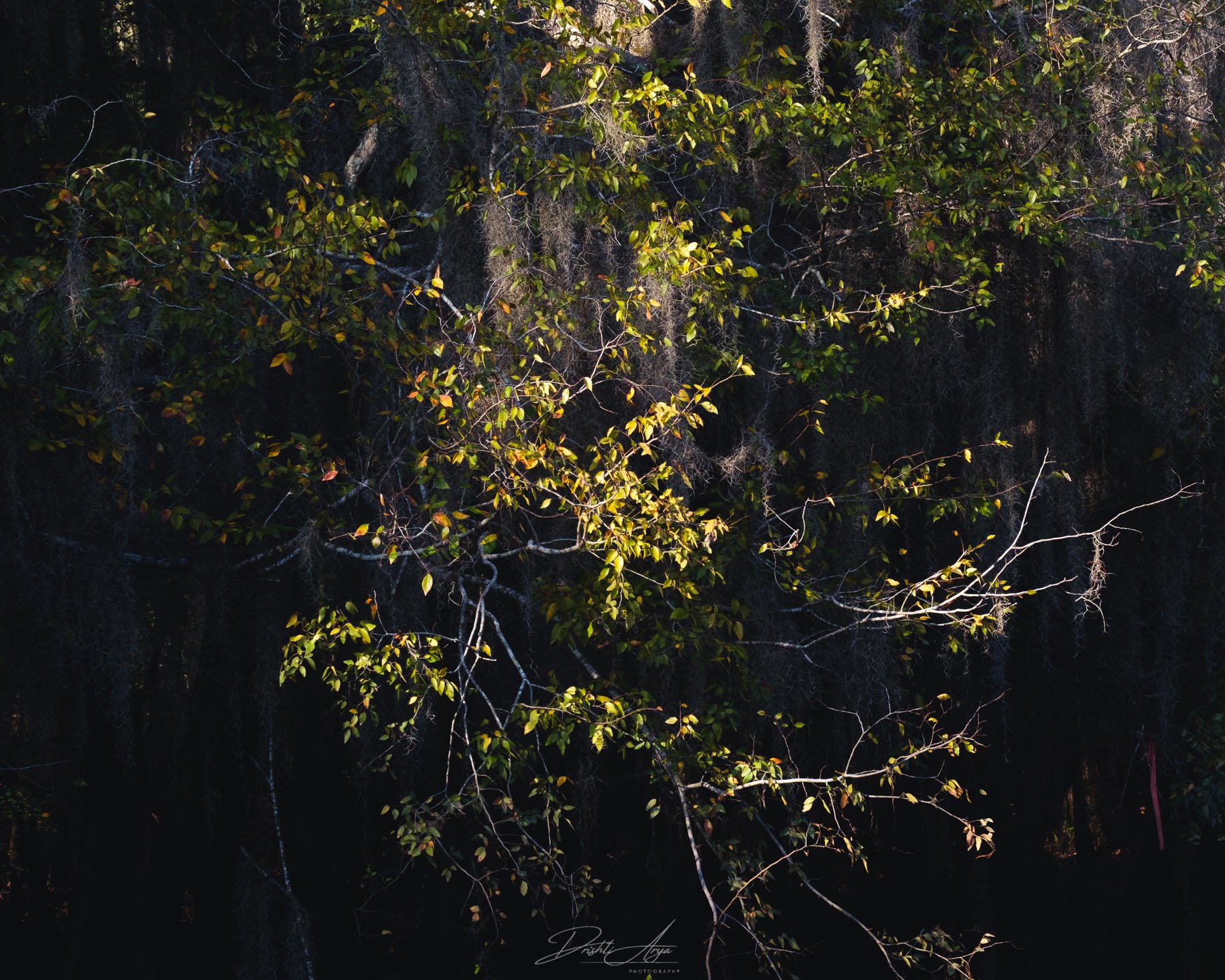 Caddo Lake Ghosts