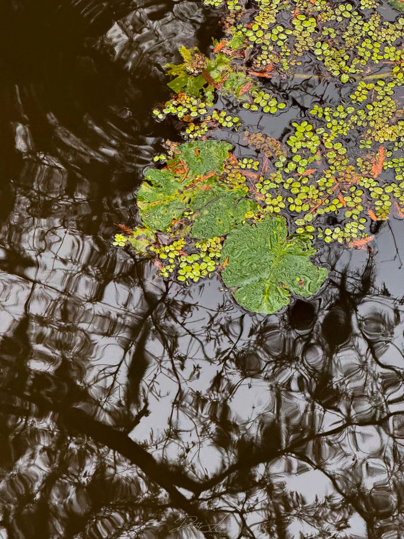 Invasive Plants Abstract