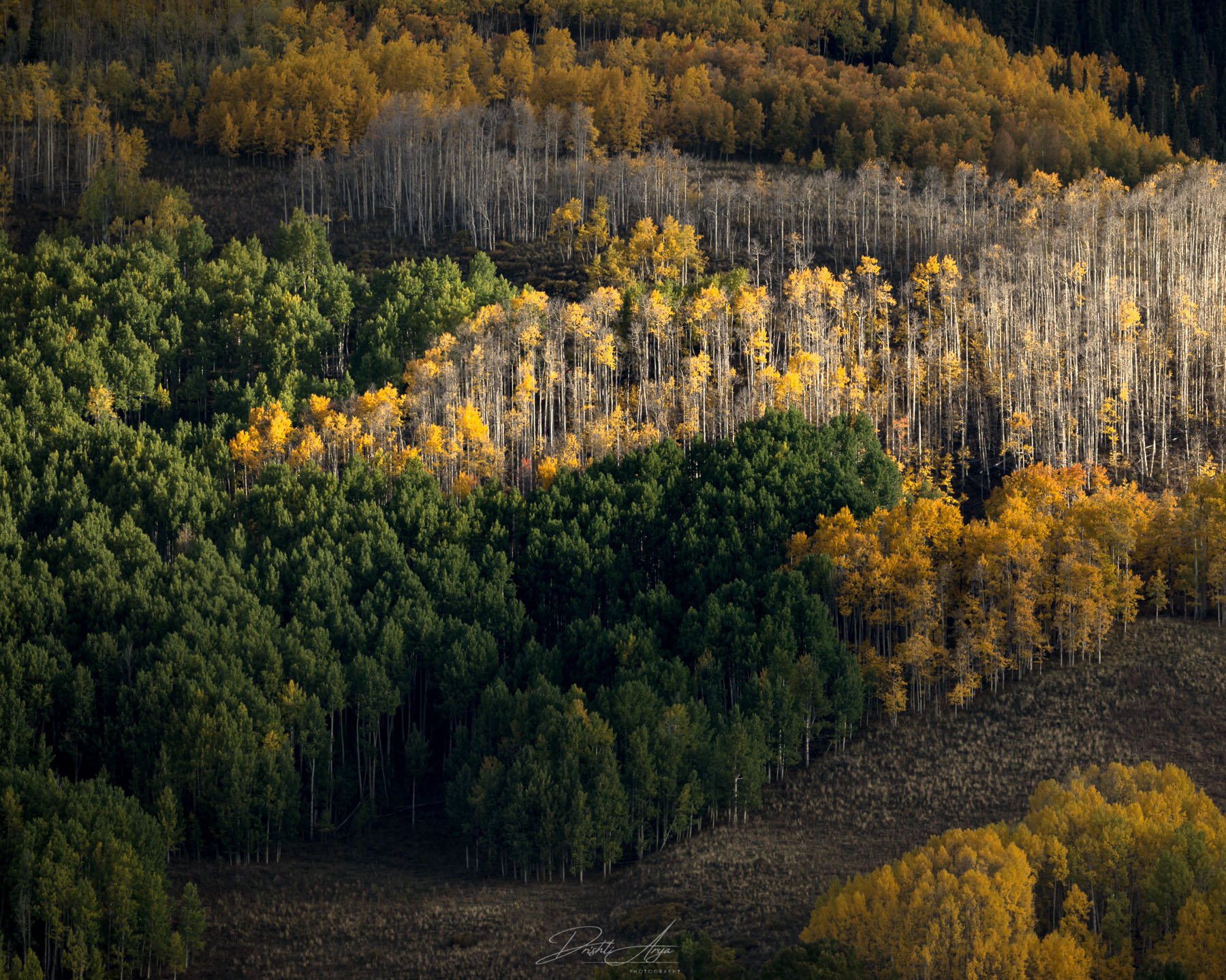 COLORADO FALL | 2025