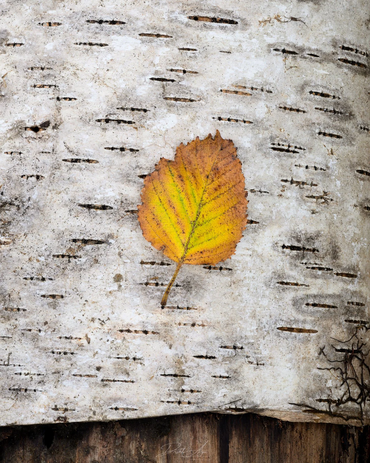 NEW ENGLAND FALL | 2025