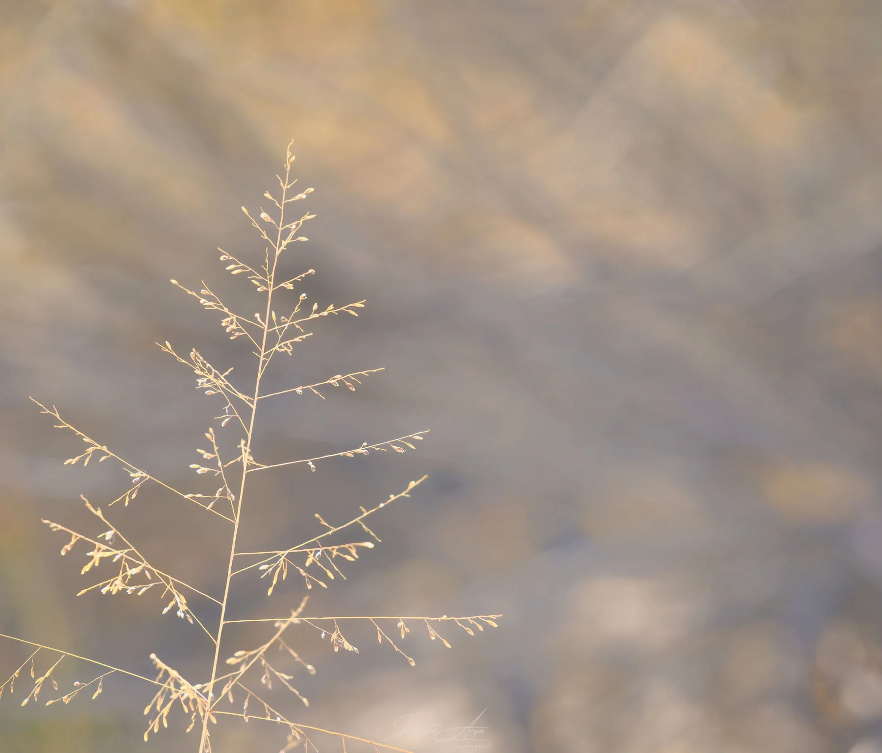 Delicate Alkali Sacaton