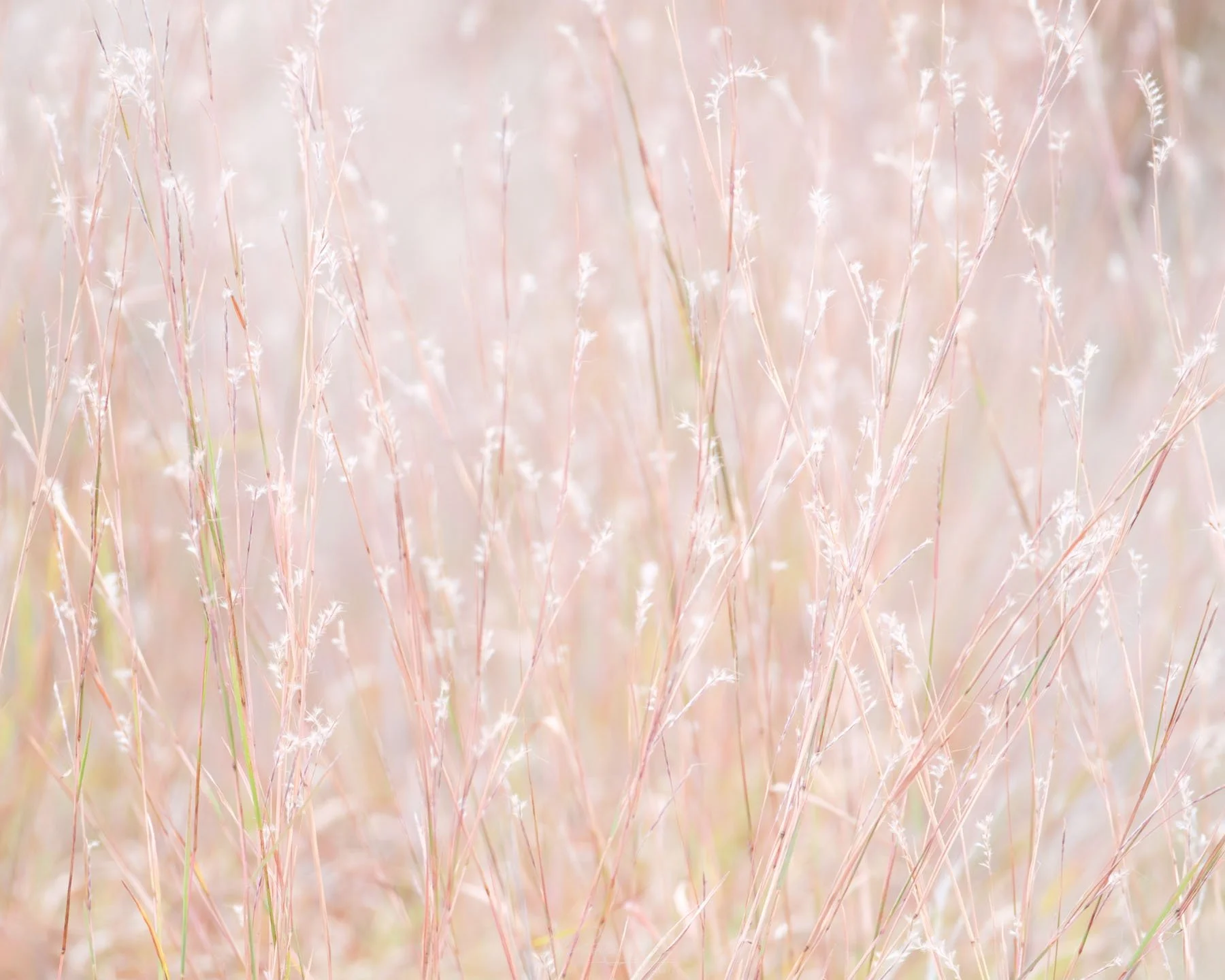 Pastel Little Bluestem