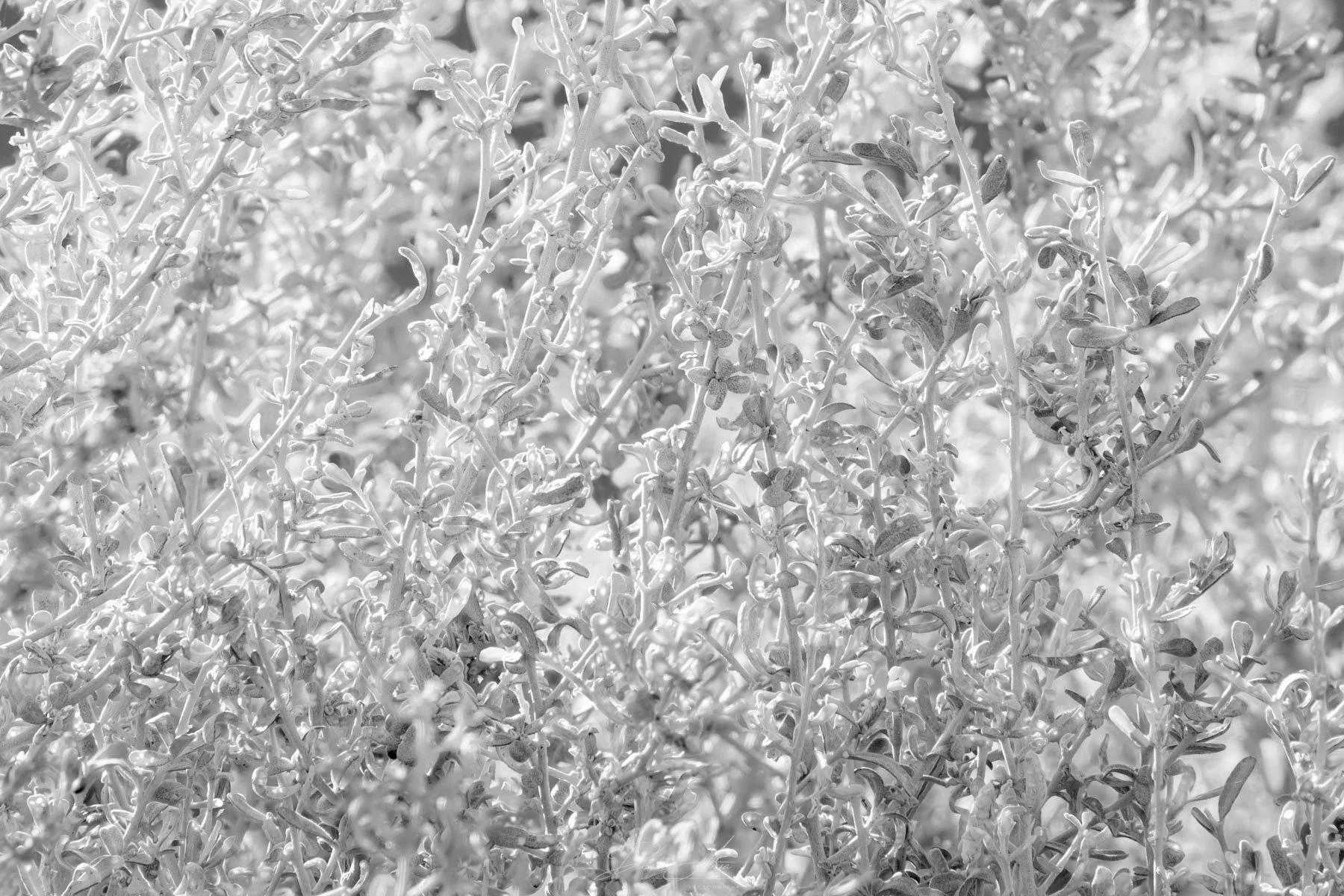 Backlit Chaos