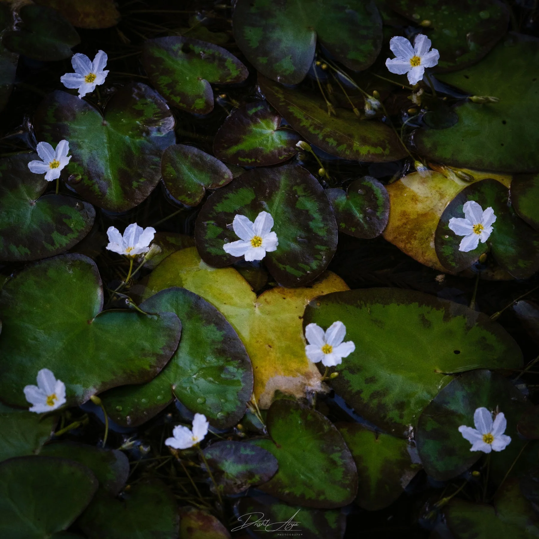 Crested Floating Heart