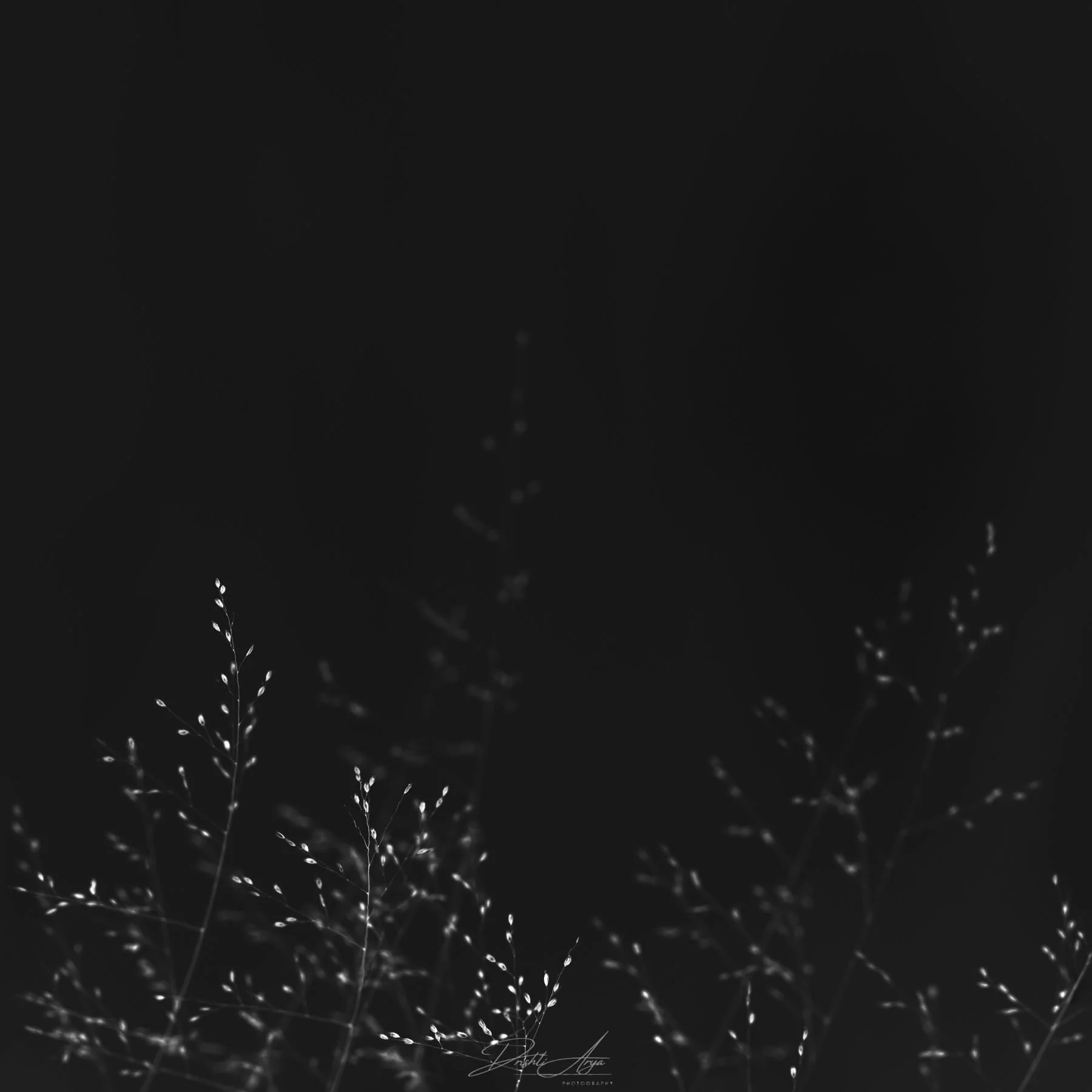 Dainty Dessert Grass