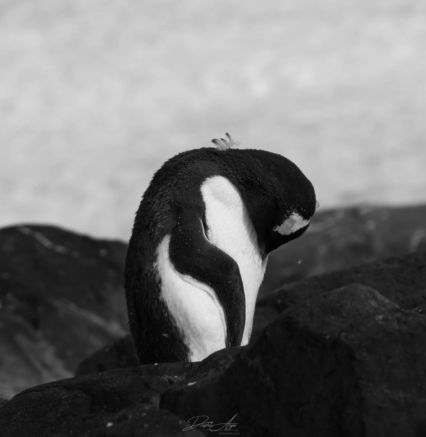 Meditation and Regrowth