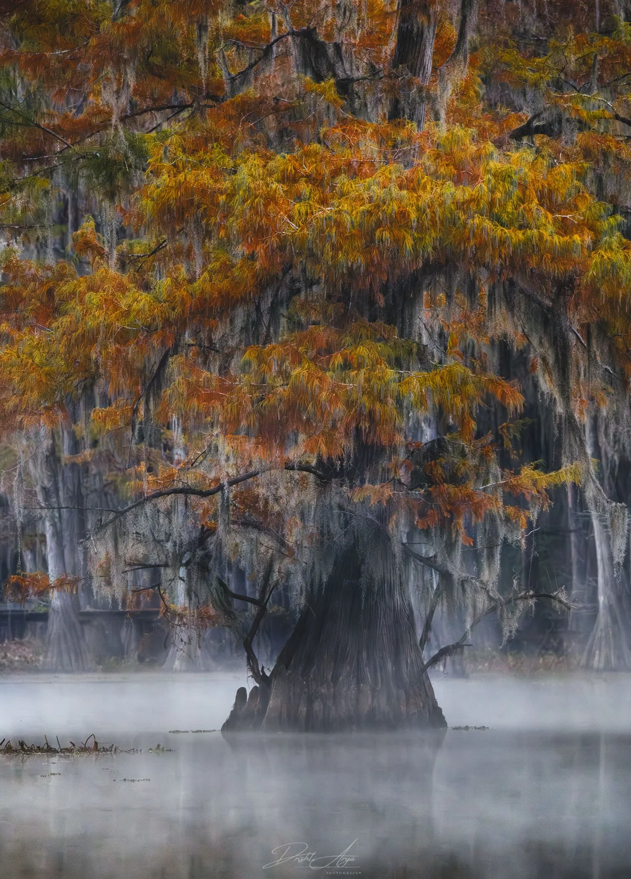 Foggy Mornings at The Bayou