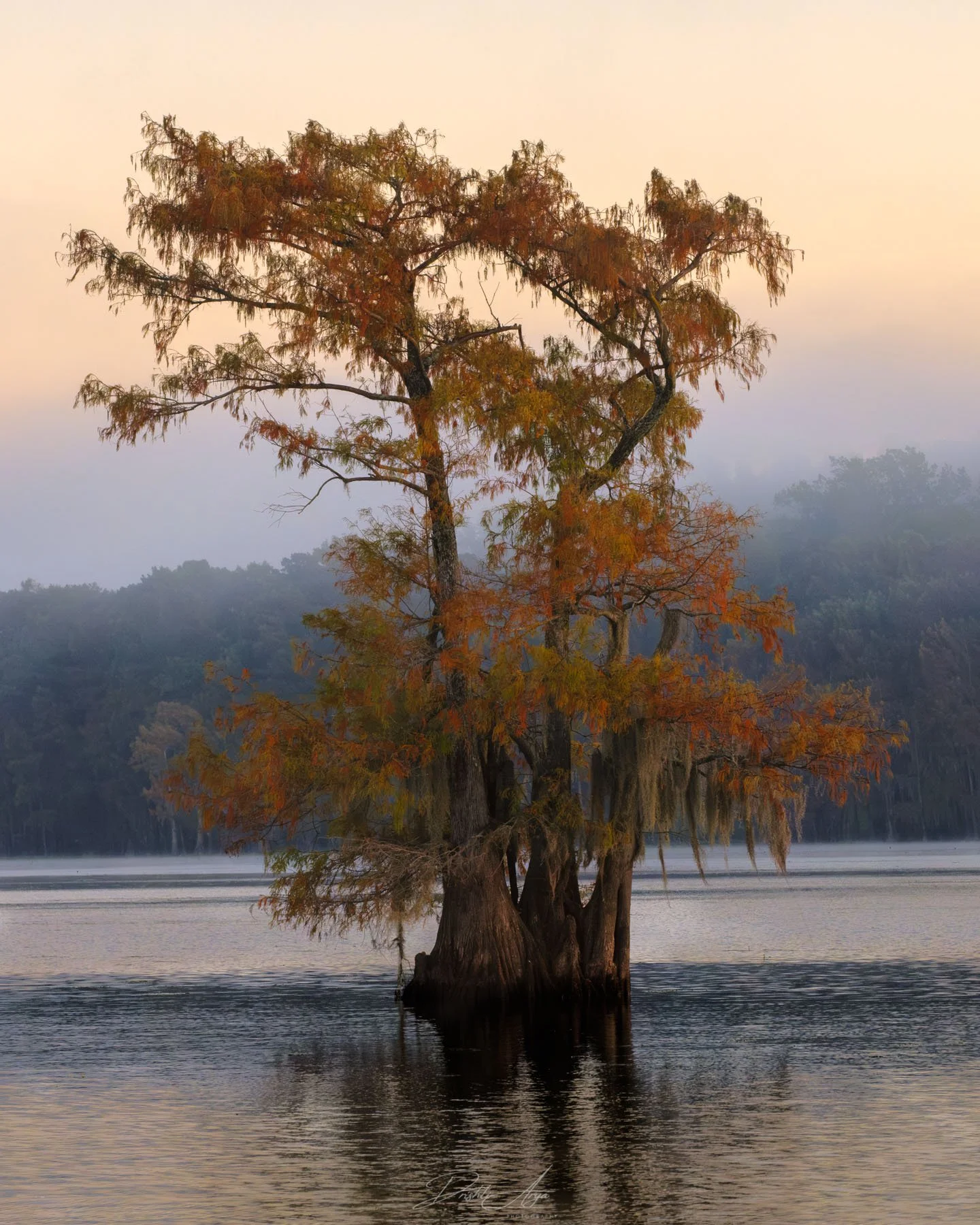 Cypress Tree At Sunrise