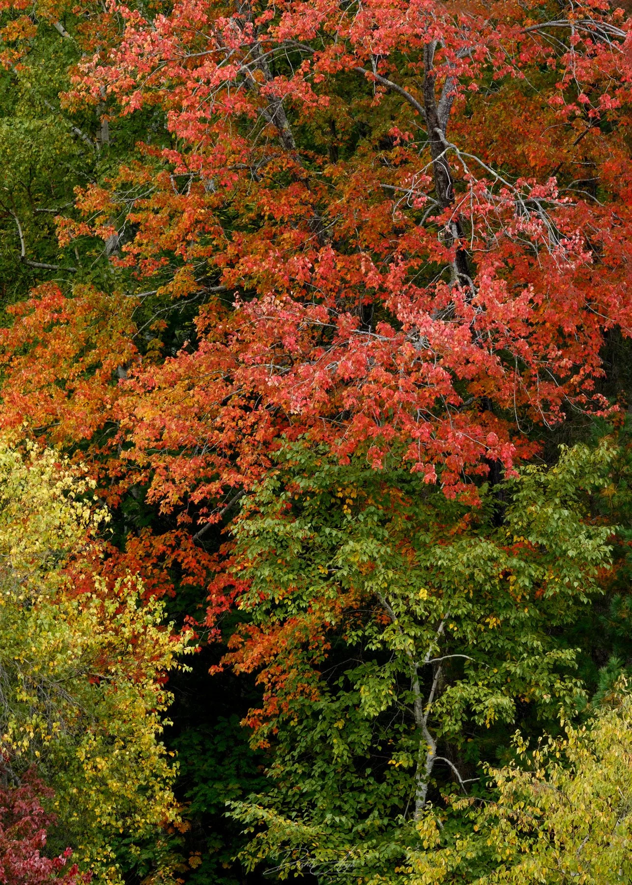 New Hampshire Fall Palette