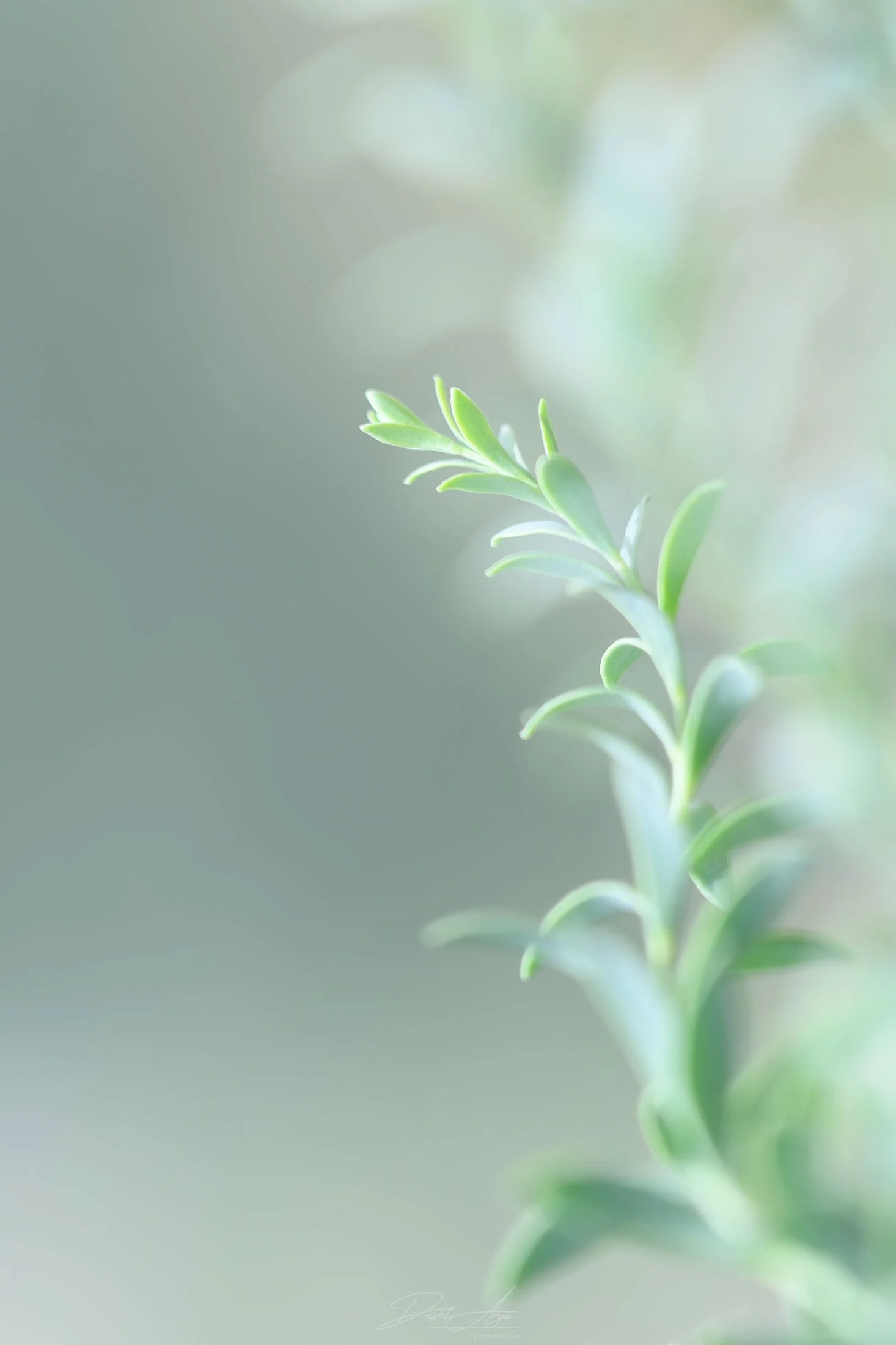 _0Z80580-1-copy.jpg