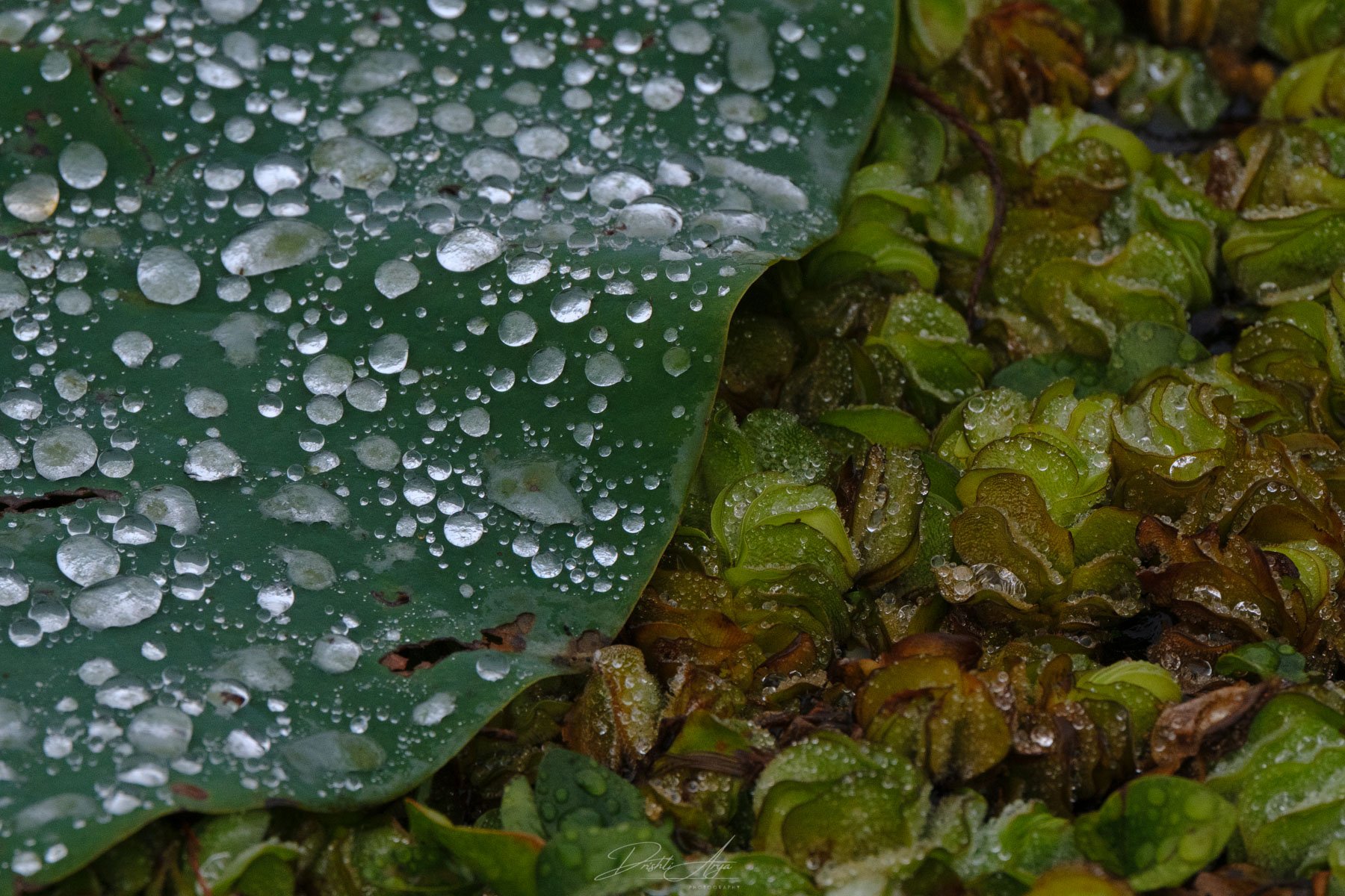 Giant Salvinia Backdrop