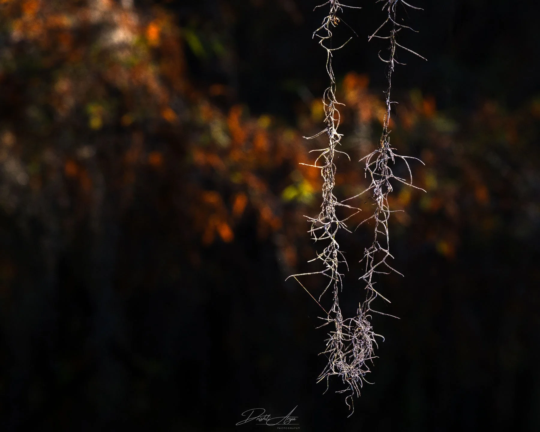 Elements of Caddo Lake