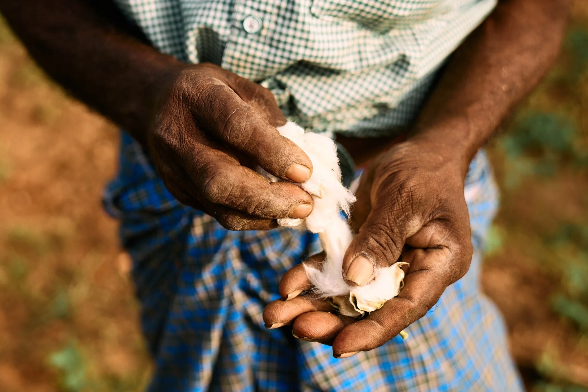 Kuppuswami inspecting the cotton fibre. Organic cotton farmers in South India are reviving ancient, indigenous (desi) cotton varieties like Kala cotton and Gossypium herbaceum, which are deeply rooted in local agrarian traditions and offer superior r