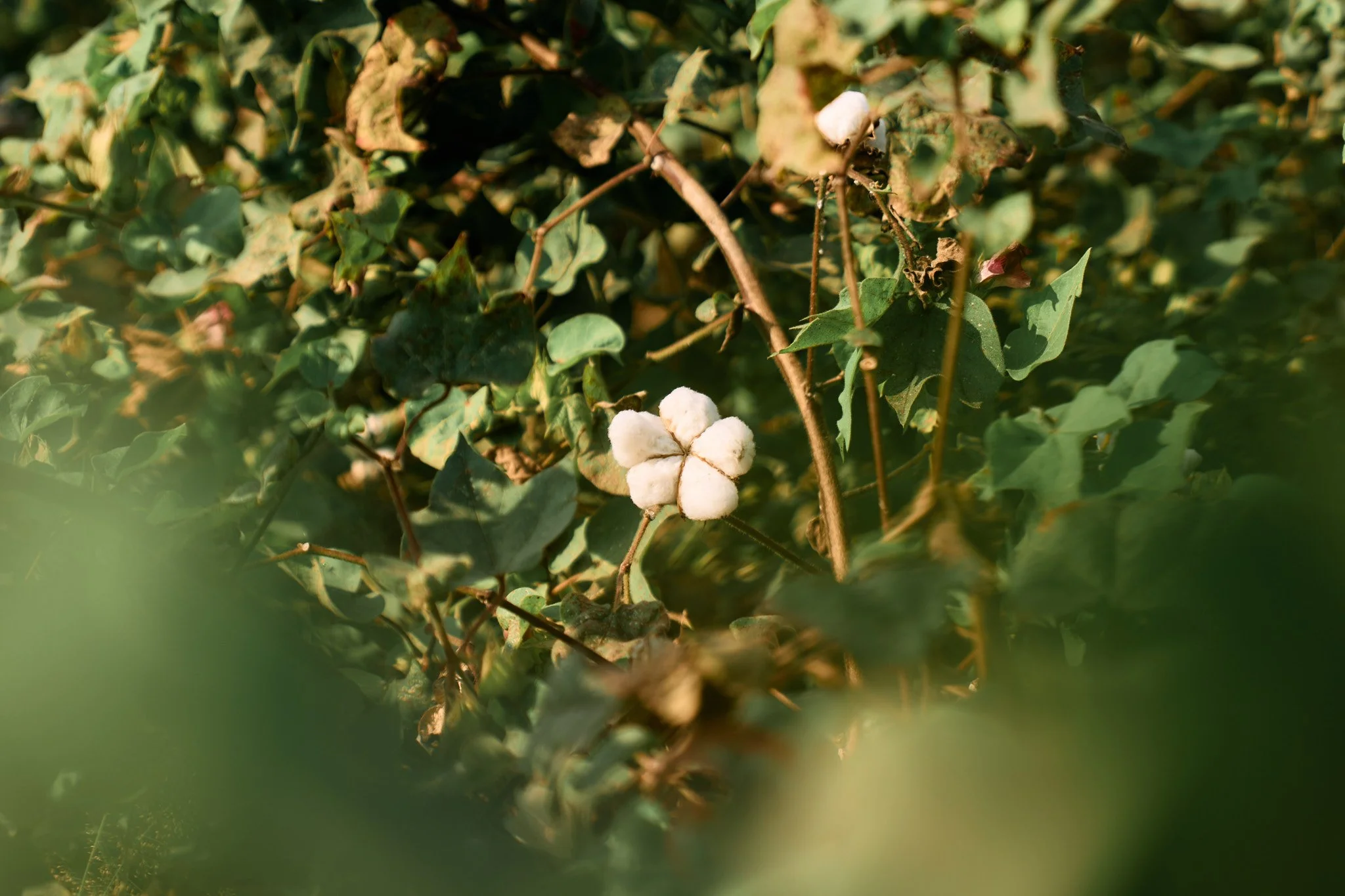 Full grown cotton boll ready to be picked.