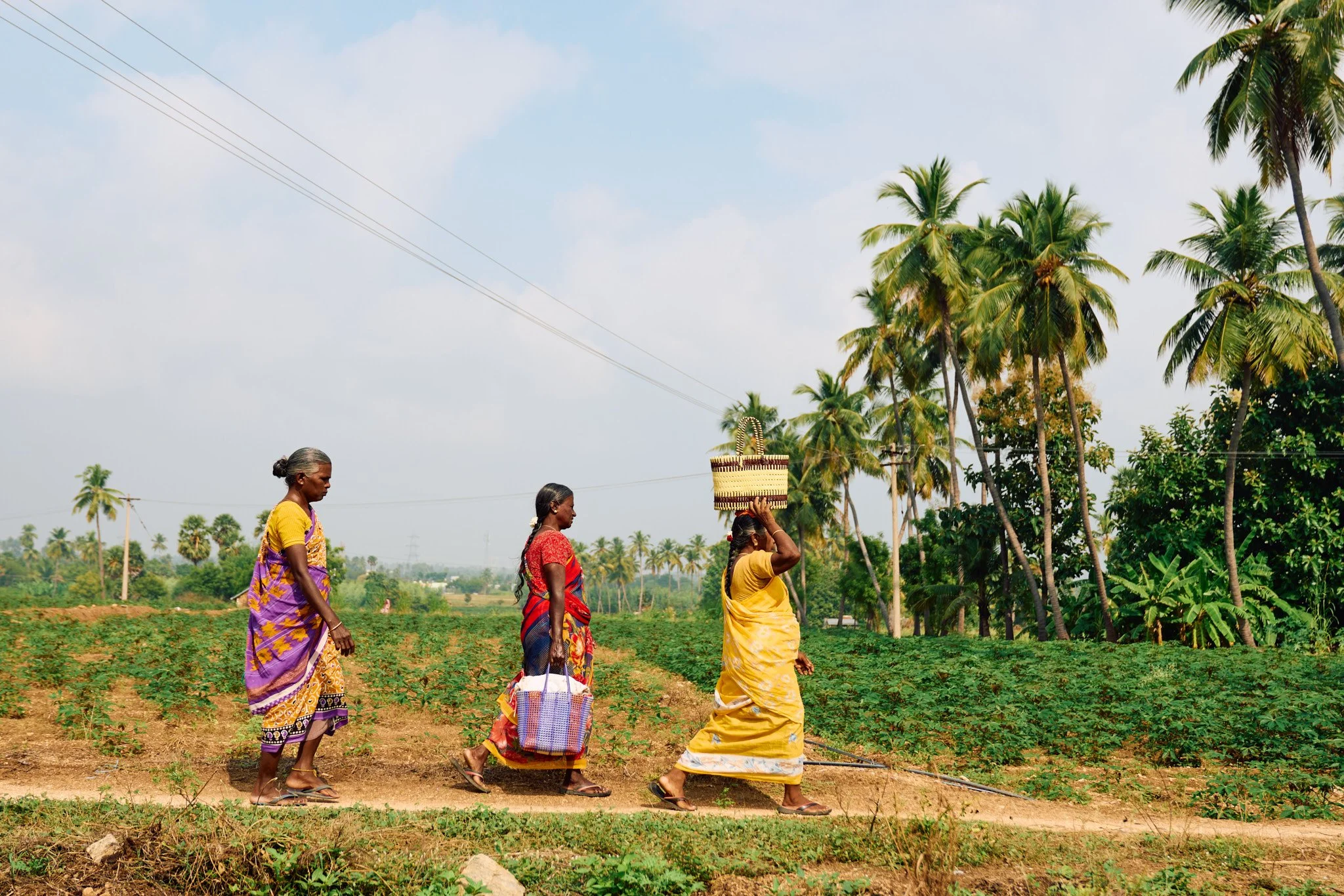 Women farmers carrying their lunch and water to the cotton fields.