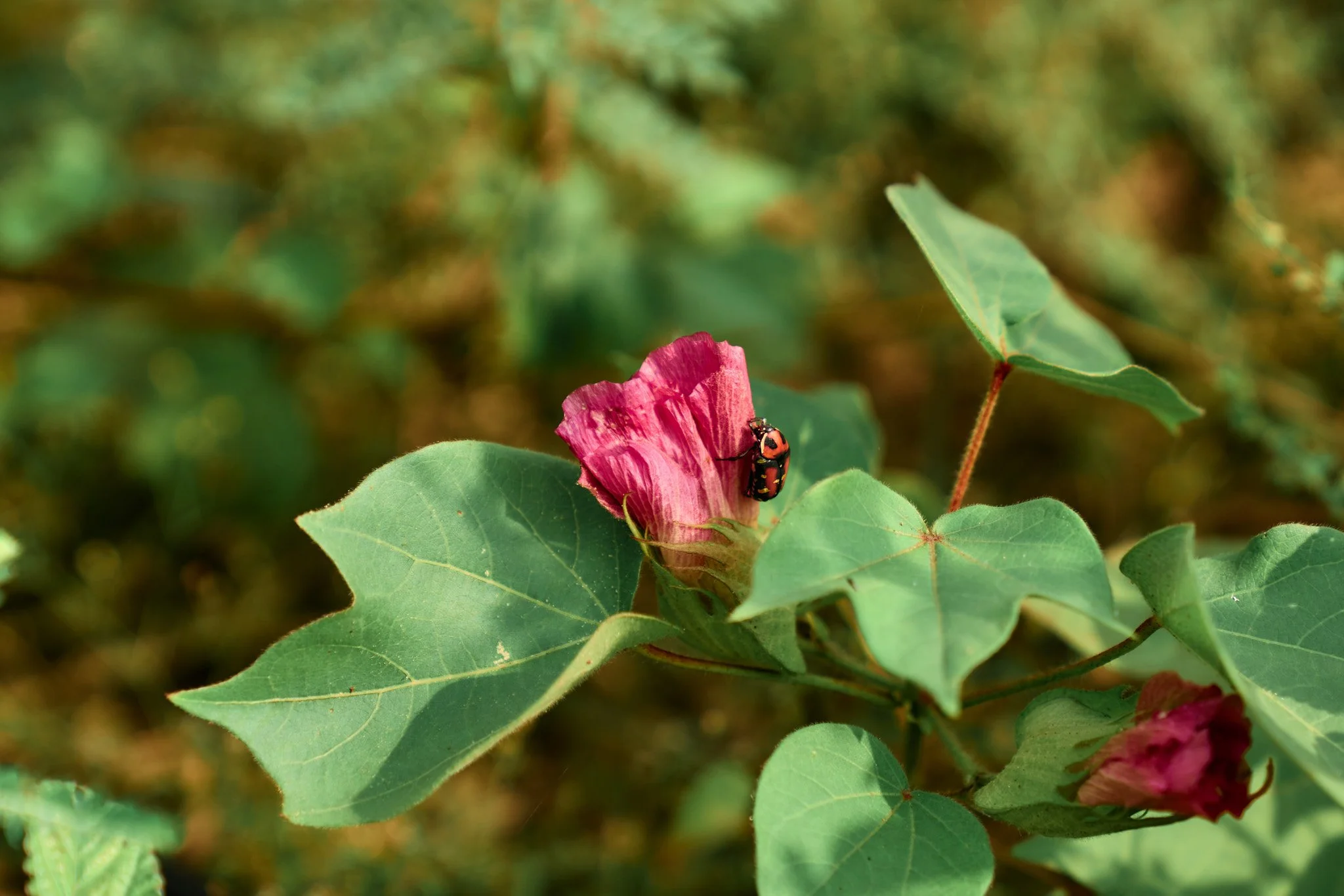 The transition of a cotton flower from creamy white to vibrant pink is a clear signal that pollination has successfully occurred. This colour change is a biological "status update" that helps the plant manage its resources and communicate with pollin