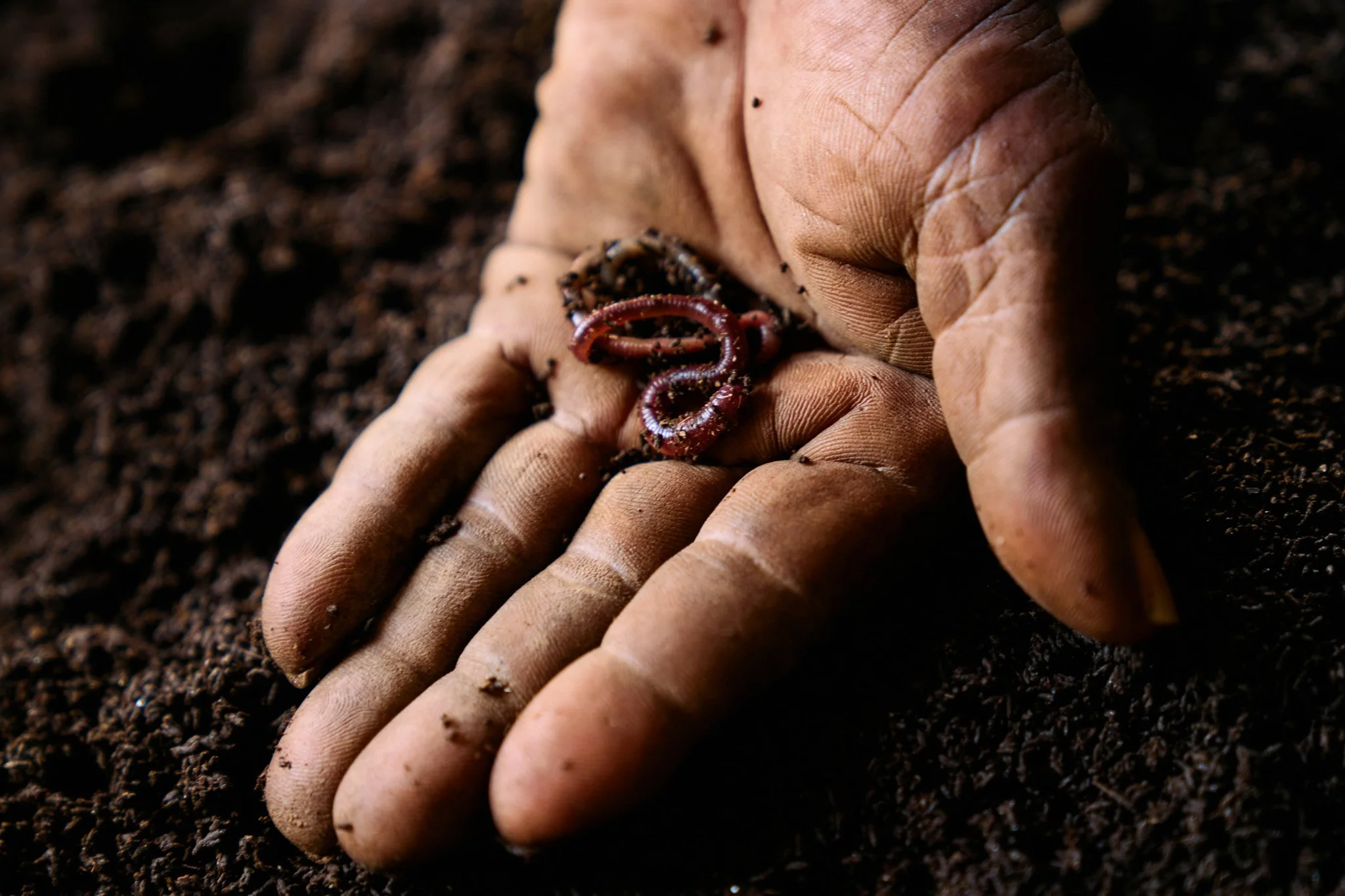 Earthworms are crucial to organic cotton farming, acting as "ecosystem engineers" that boost soil health, fertility, and structure by converting organic matter into nutrient-dense vermicompost.