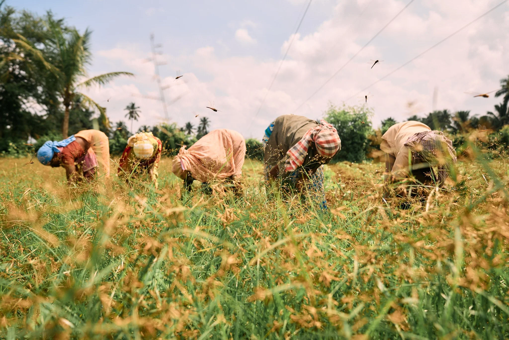 Organic cotton farming manages weeds through a combination of cultural and mechanical methods, relying on cover crops, crop rotation, and cultivation rather than synthetic herbicides.
