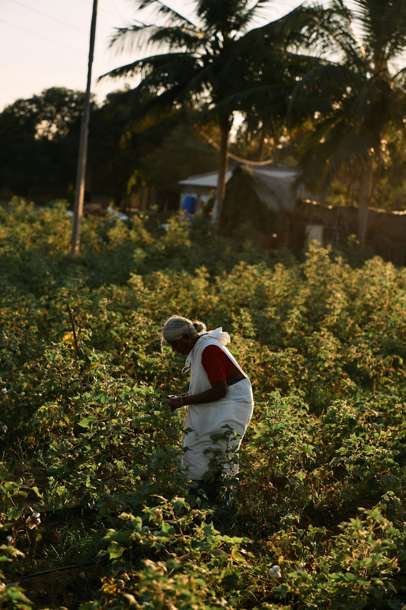 Eshwari picking cotton at the field. Hand-picking keeps fibers intact and minimises "trash" (plant debris) in the harvest. 