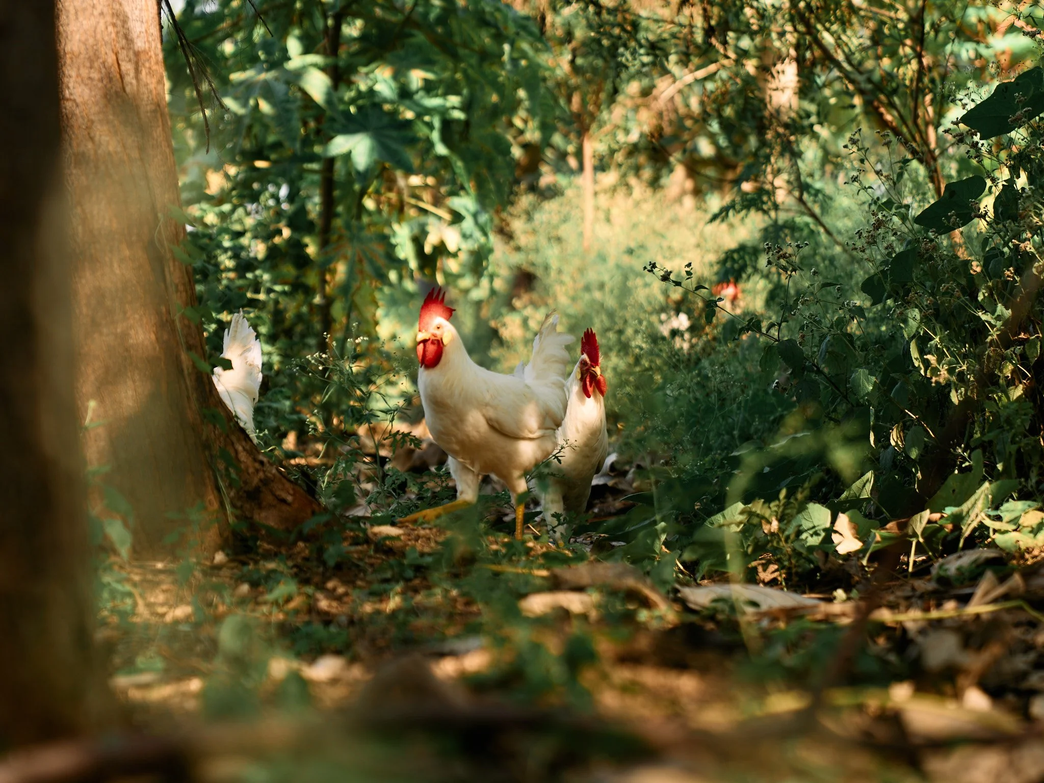 The scratching and pecking behavior of chickens helps aerate the soil and control larvae in the soil.