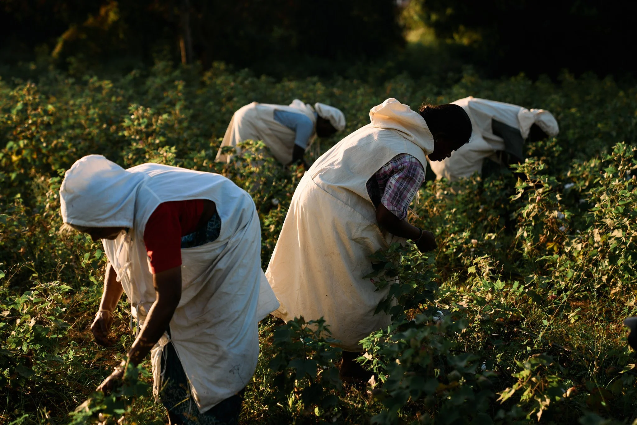 Cotton picking is overwhelmingly performed by women, who comprise approximately 90% of the picking workforce in India.