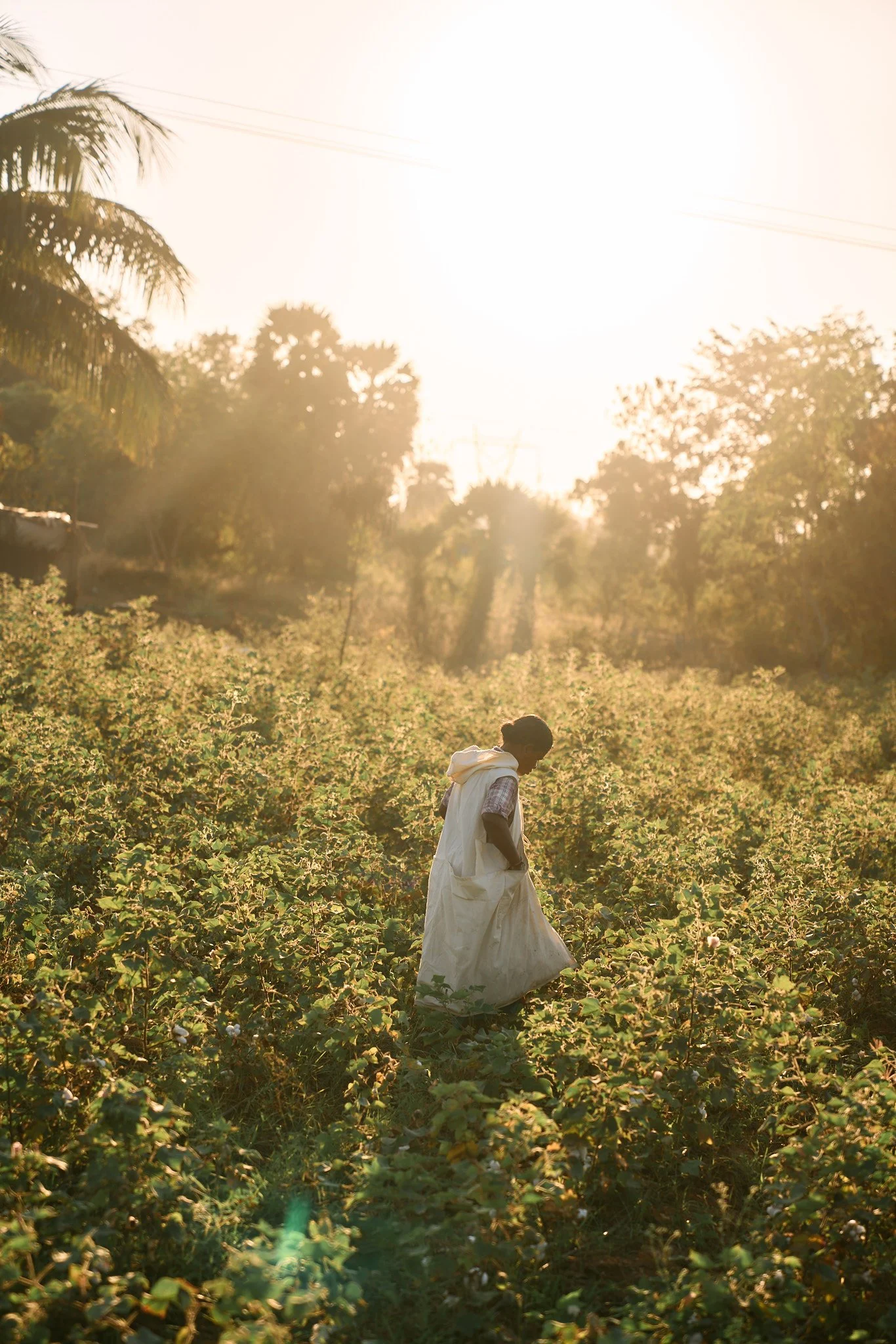 Unlike machine harvesting, which strips the entire plant, organic cotton is often hand-picked. This allows workers to selectively harvest only mature, open bolls while leaving unopened ones to ripen, resulting in higher-quality, longer fibers that ar