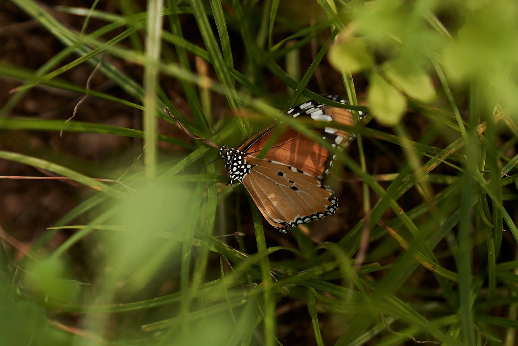 Organic cotton farming creates a sanctuary for insects and butterflies by replacing "chemical warfare" with a balanced, living ecosystem. While conventional cotton covers only 2.5% of the world's land, it consumes 16% of all global insecticides, whic