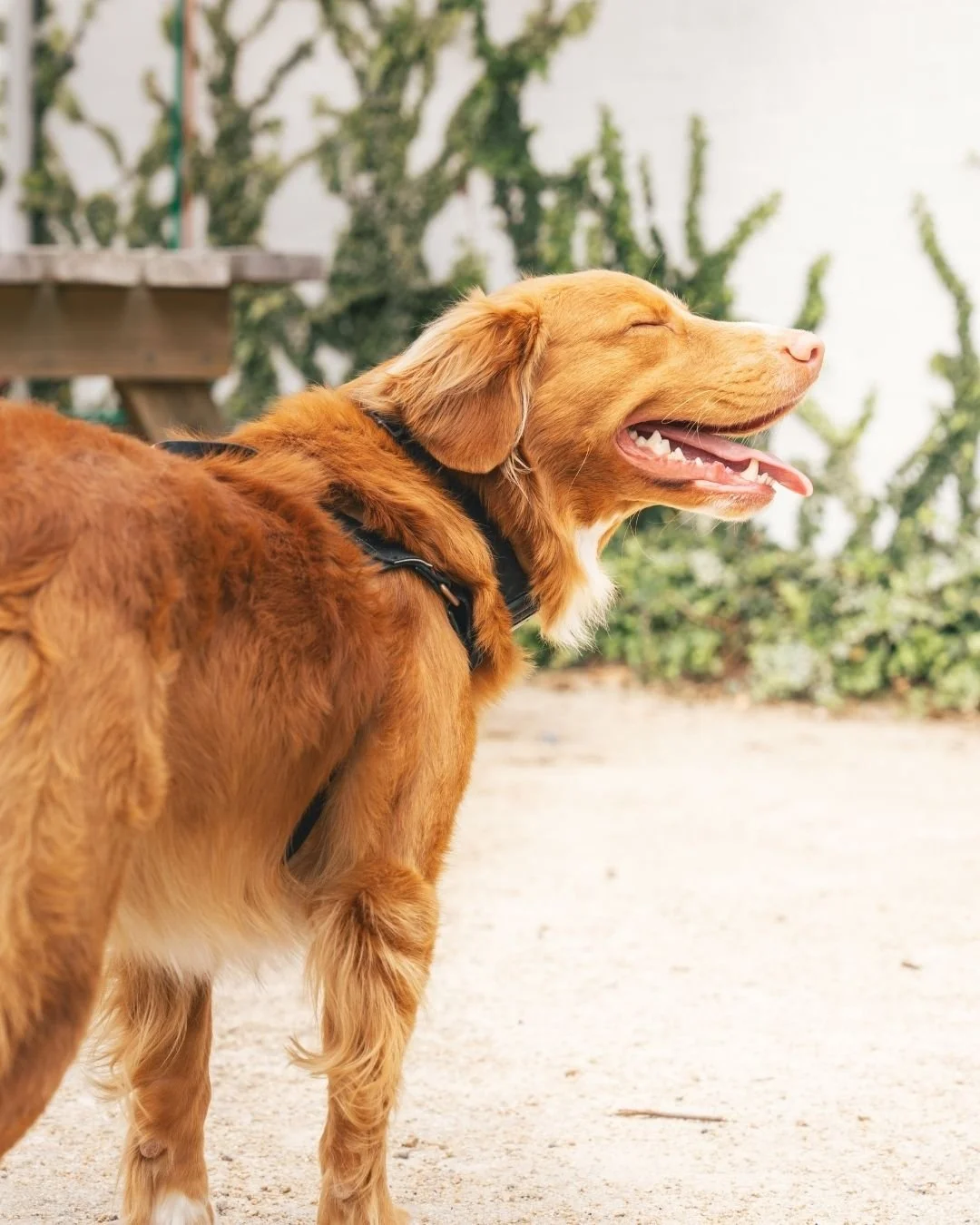 Doggos of Milkhouse 🐾

Good coffee, good company&hellip;
and plenty of four-legged regulars.

We love seeing your pups, don&rsquo;t forget to bring them by for a visit 🐶☕️

#milkhouse #dogfriendlycafe #milkhousekurnell #kurnellcafe