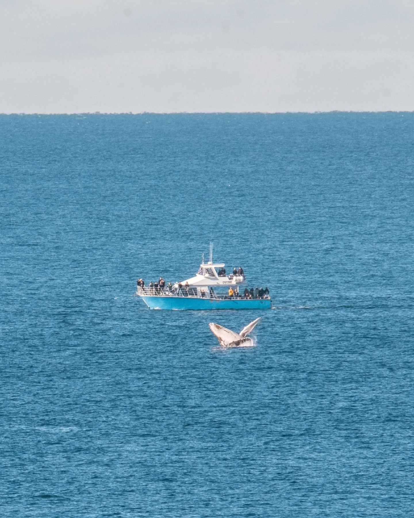 Whale watching season is just arriving in Kurnell 🐋

Come and grab a coffee, take the coast walk and keep your eyes on the ocean.

#milkhousekurnell #whalewatching #kurnell #cronulla #visitnsw #coastalliving #winterinsydney