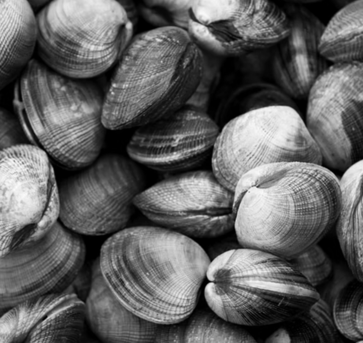 ADD ON: Manila Clams