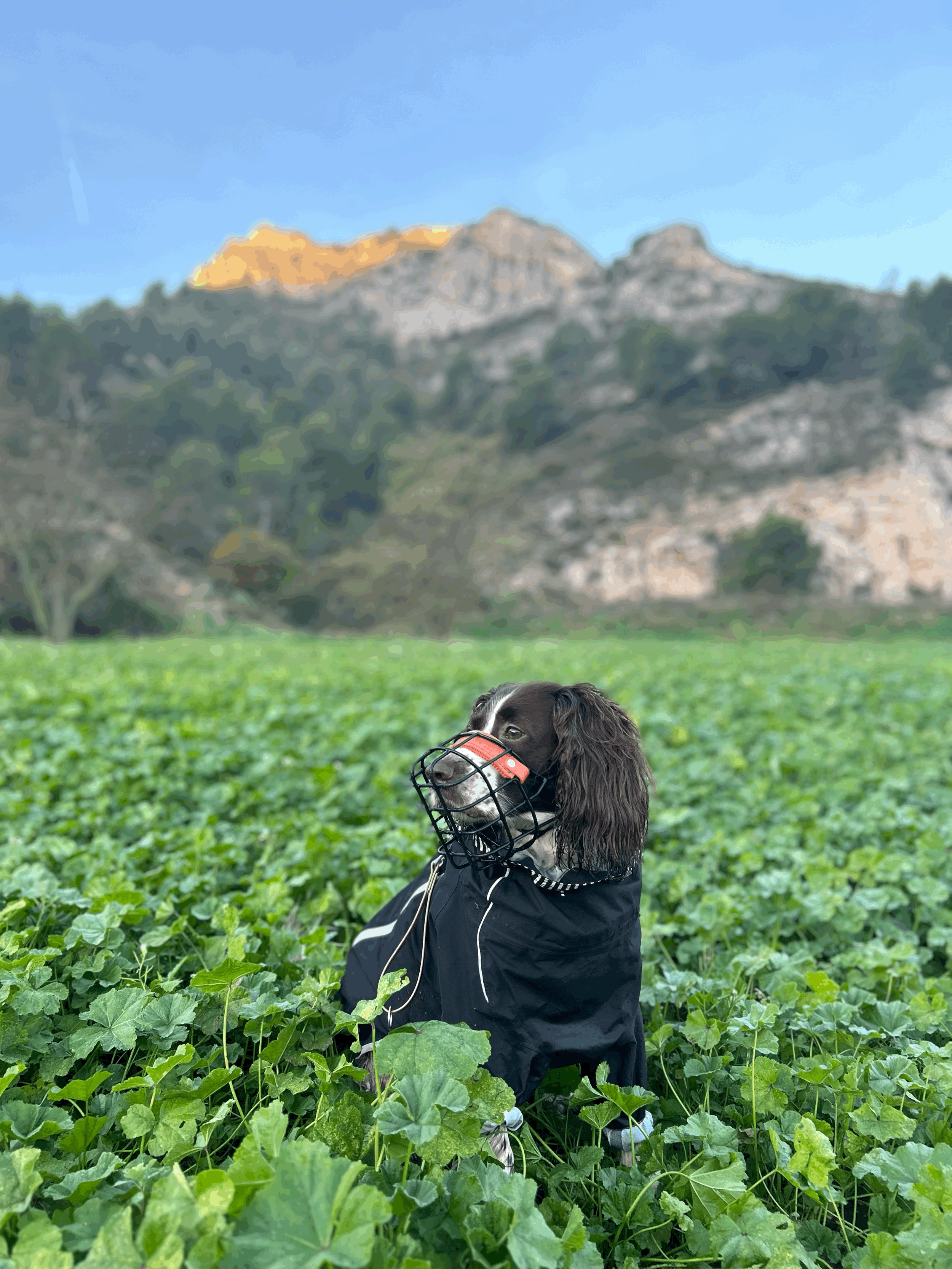 Quand le corps parle : comment la morphologie influence la communication chez le chien