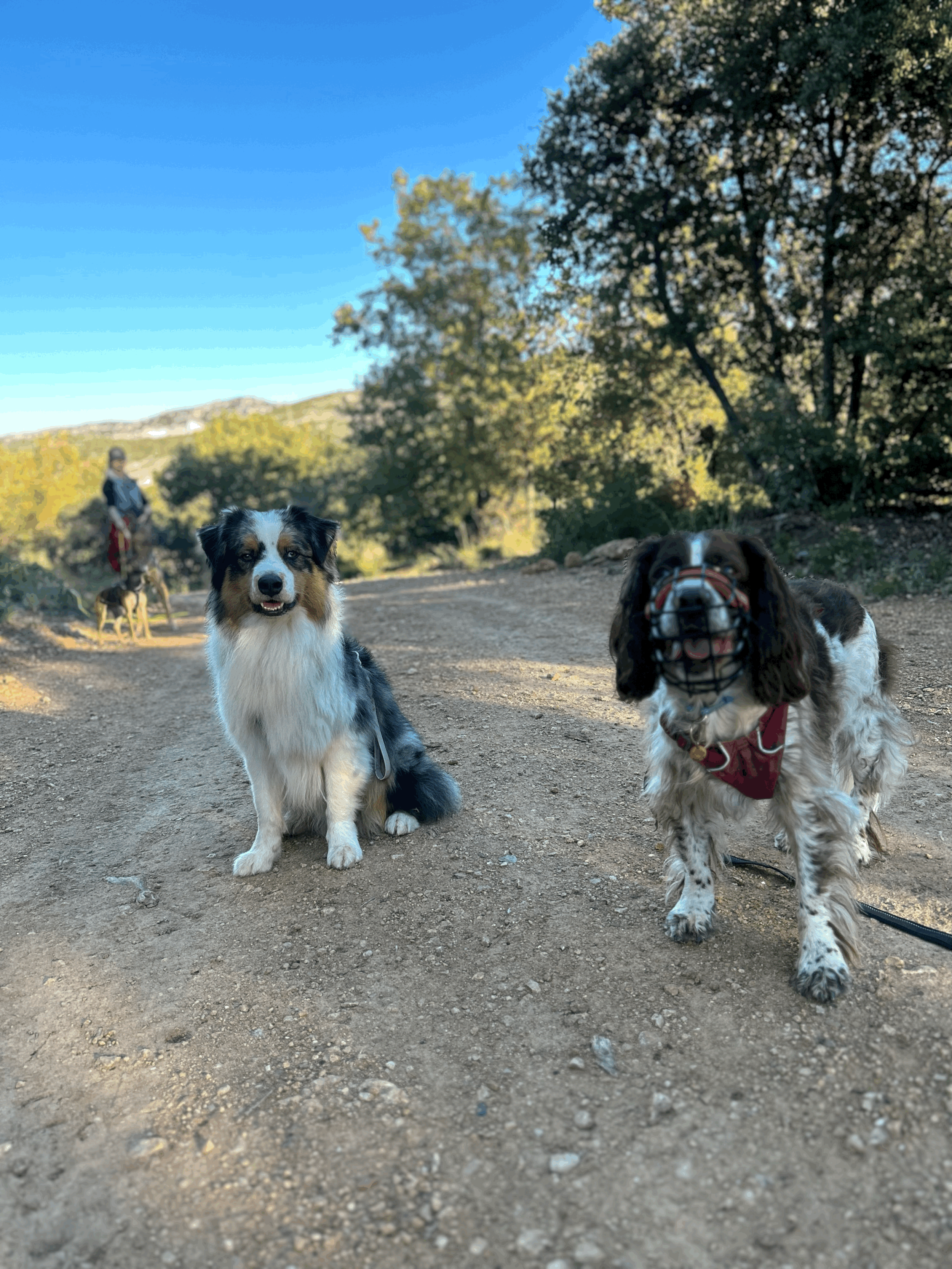 Ce que nos manières d'élever disent de notre lien avec nos chiens