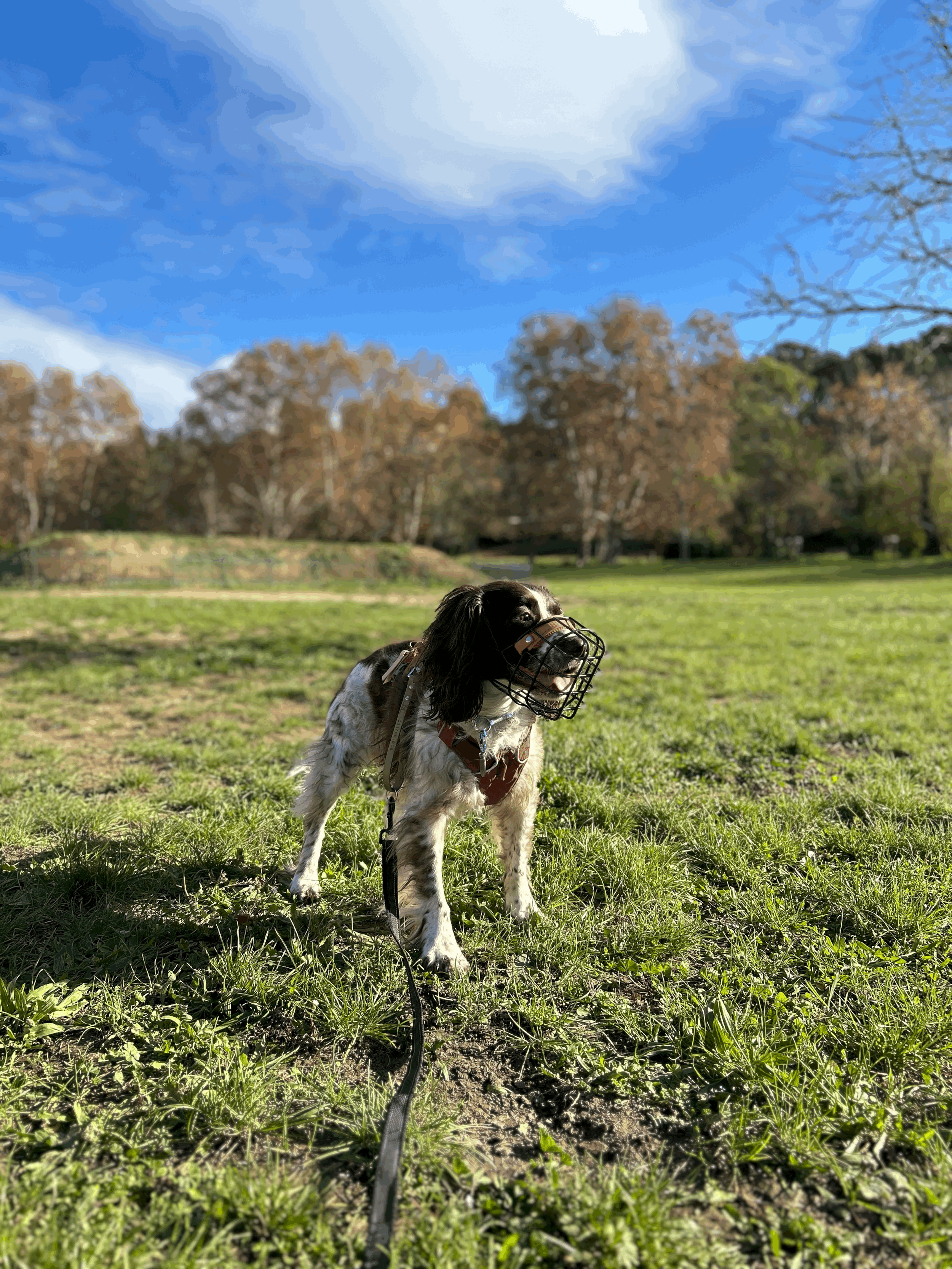 Chien réactif à Marseille : comprendre ses émotions pour mieux l'accompagner