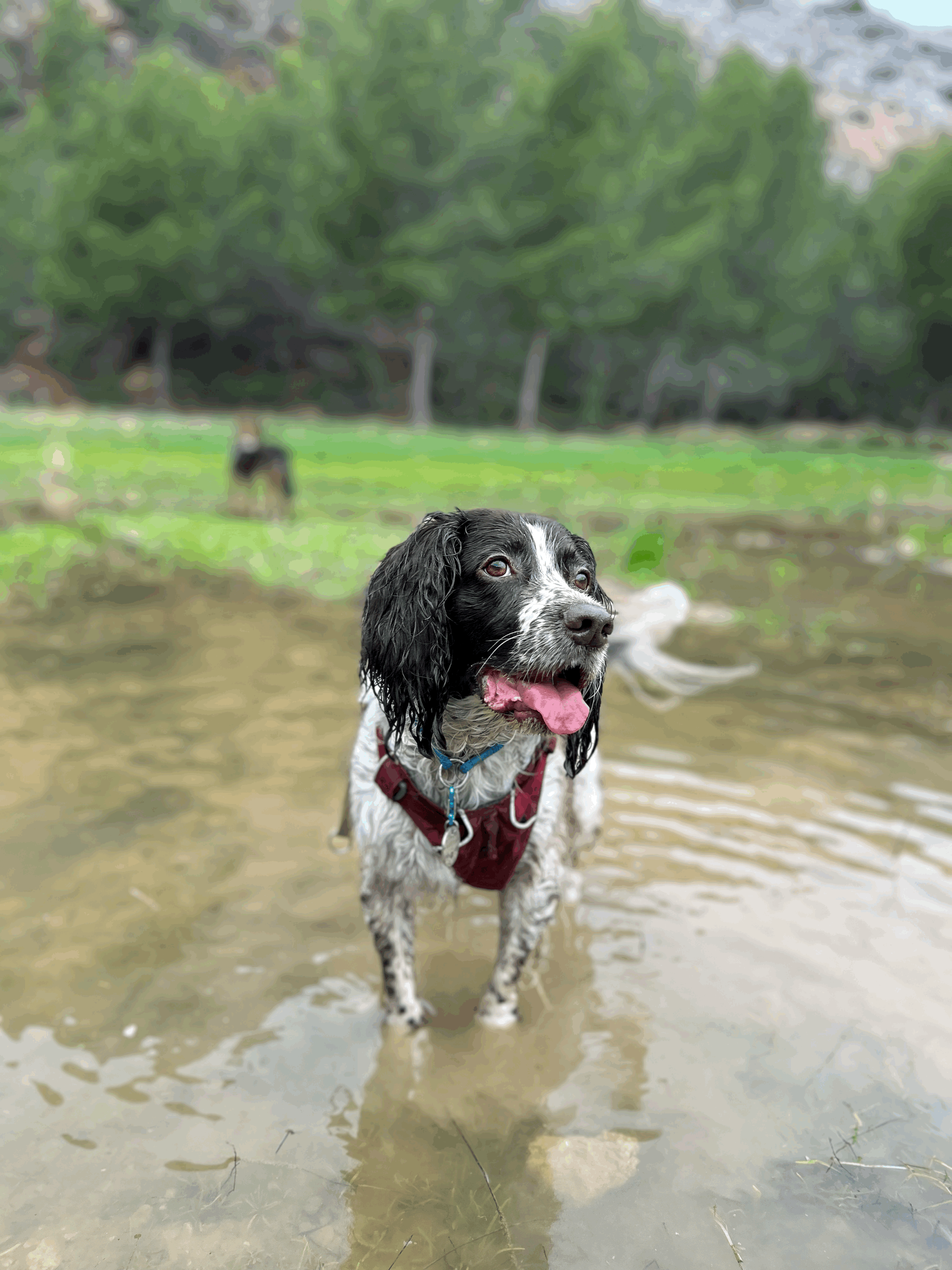 Le stress chez le chien : Ce qu'il faut vraiment comprendre&nbsp;