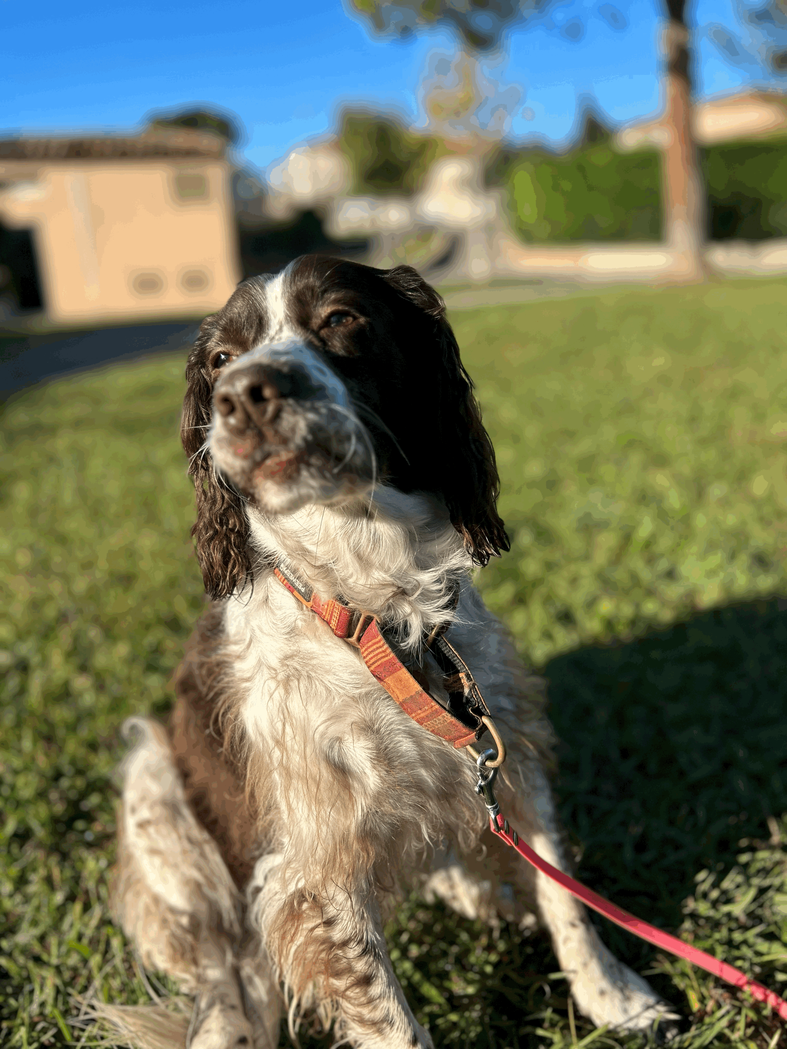 Pourquoi mon chien tire en laisse et comment l'aider&nbsp;?
