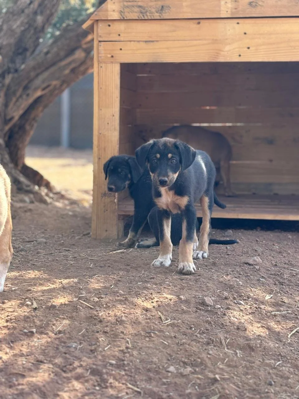 5ba25d3d-c0ae-41a1-87ab-9300fdcf8c9b.JPG