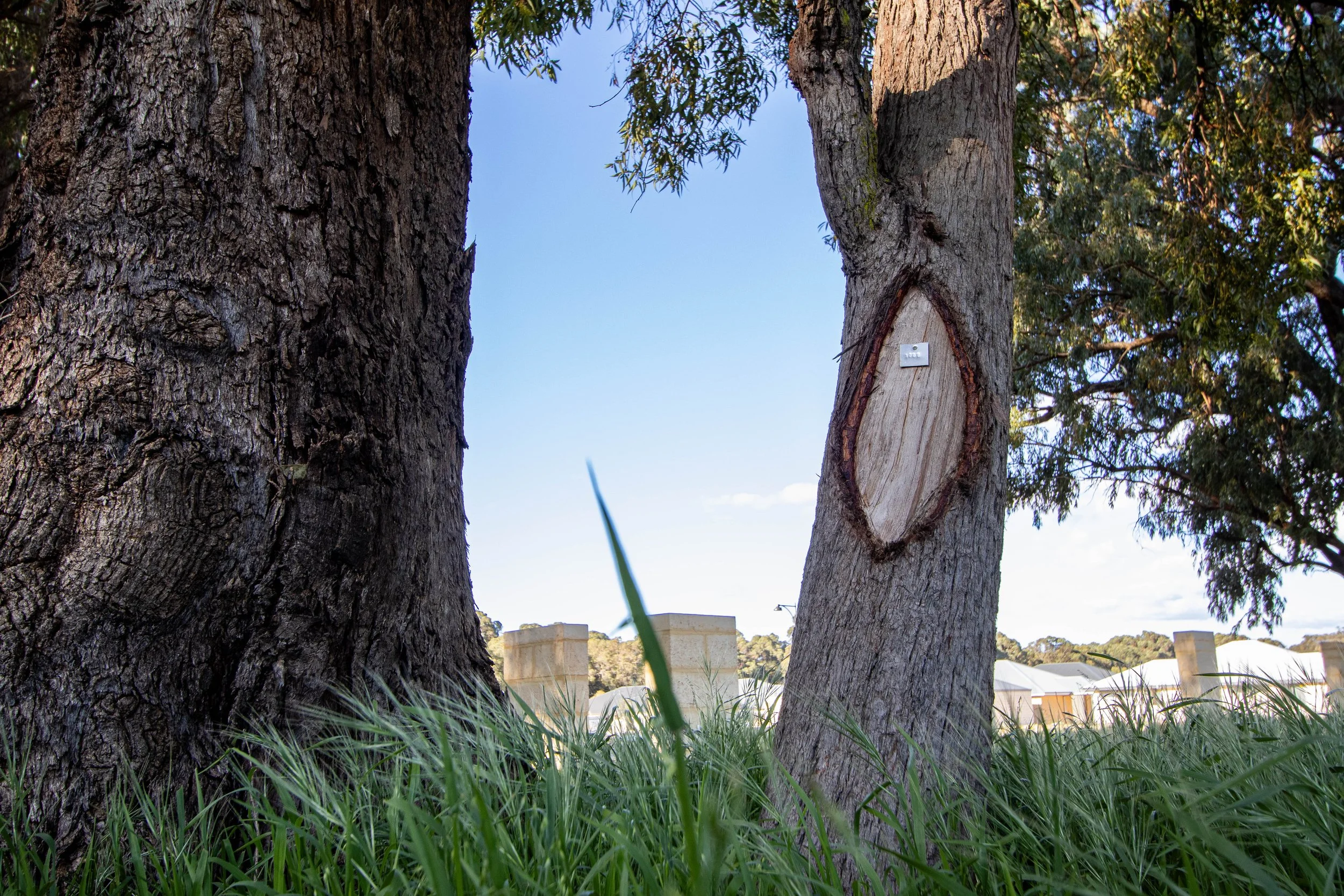 Baldivis Grove: Where Noongar Heritage Survives the Bulldozers