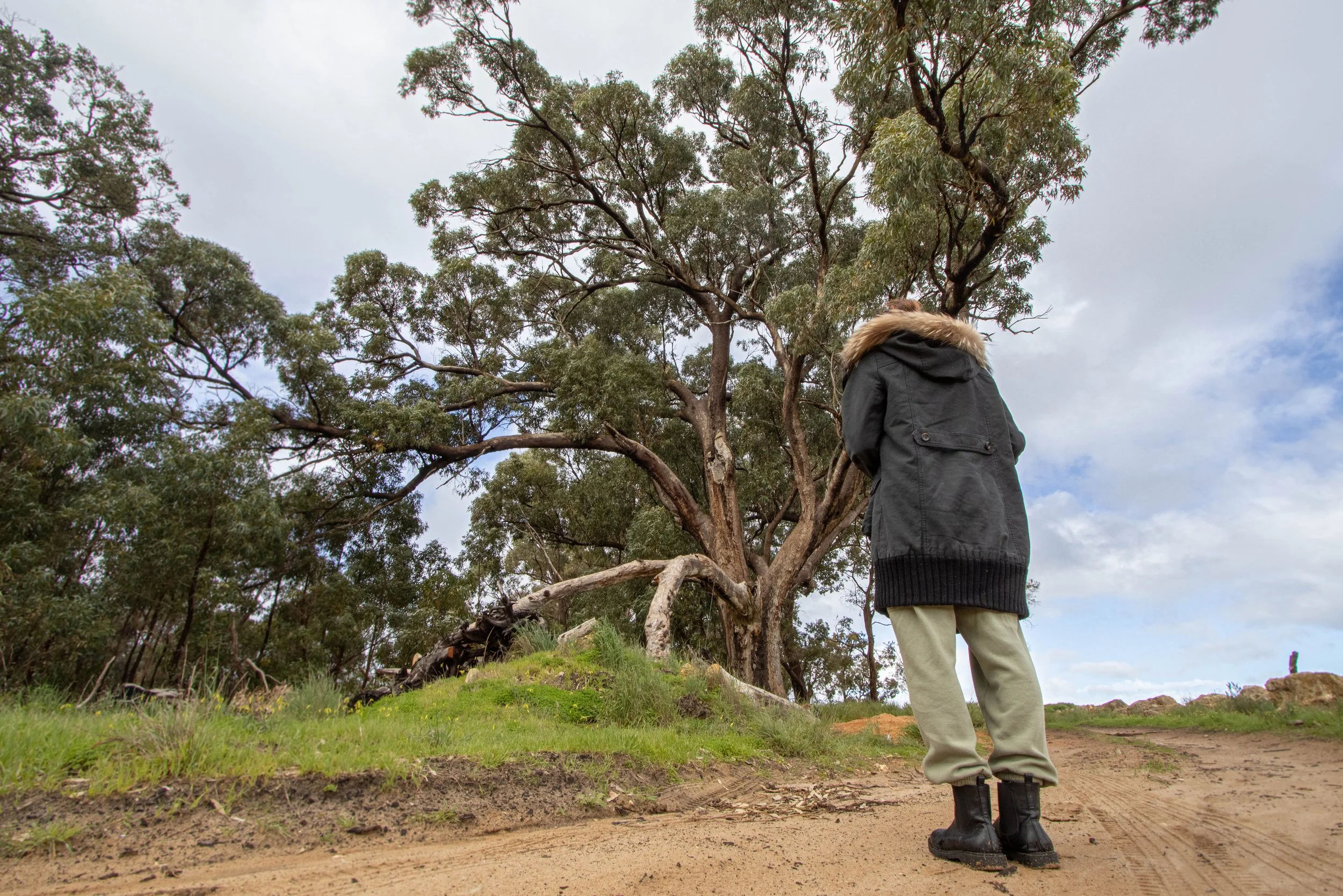 North Baldivis Bushland on the Brink: 13 Hectares Set for Clearing