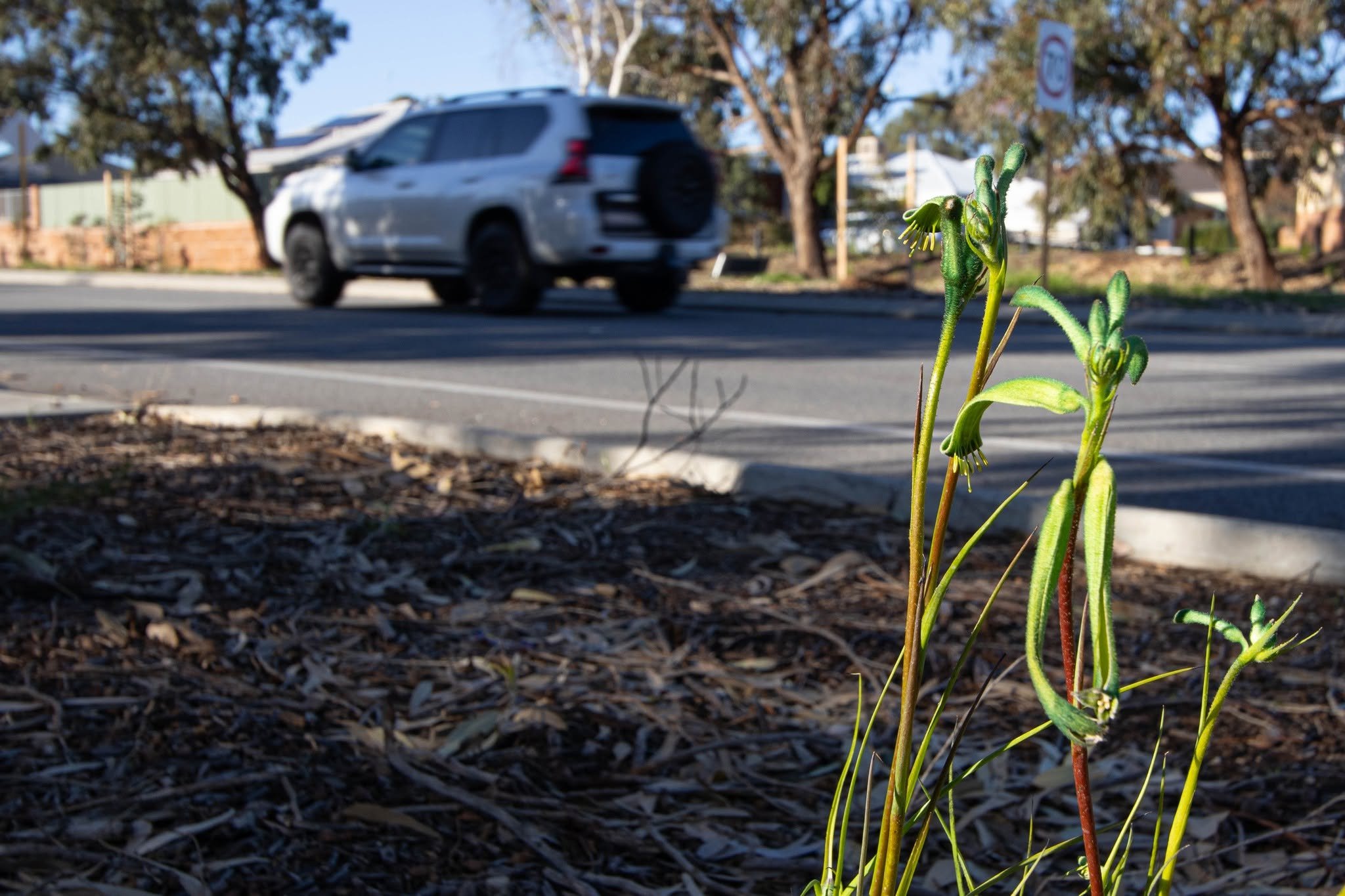 Nairn Drive is Getting a Makeover - And Baldivis is Already Looking Better For It