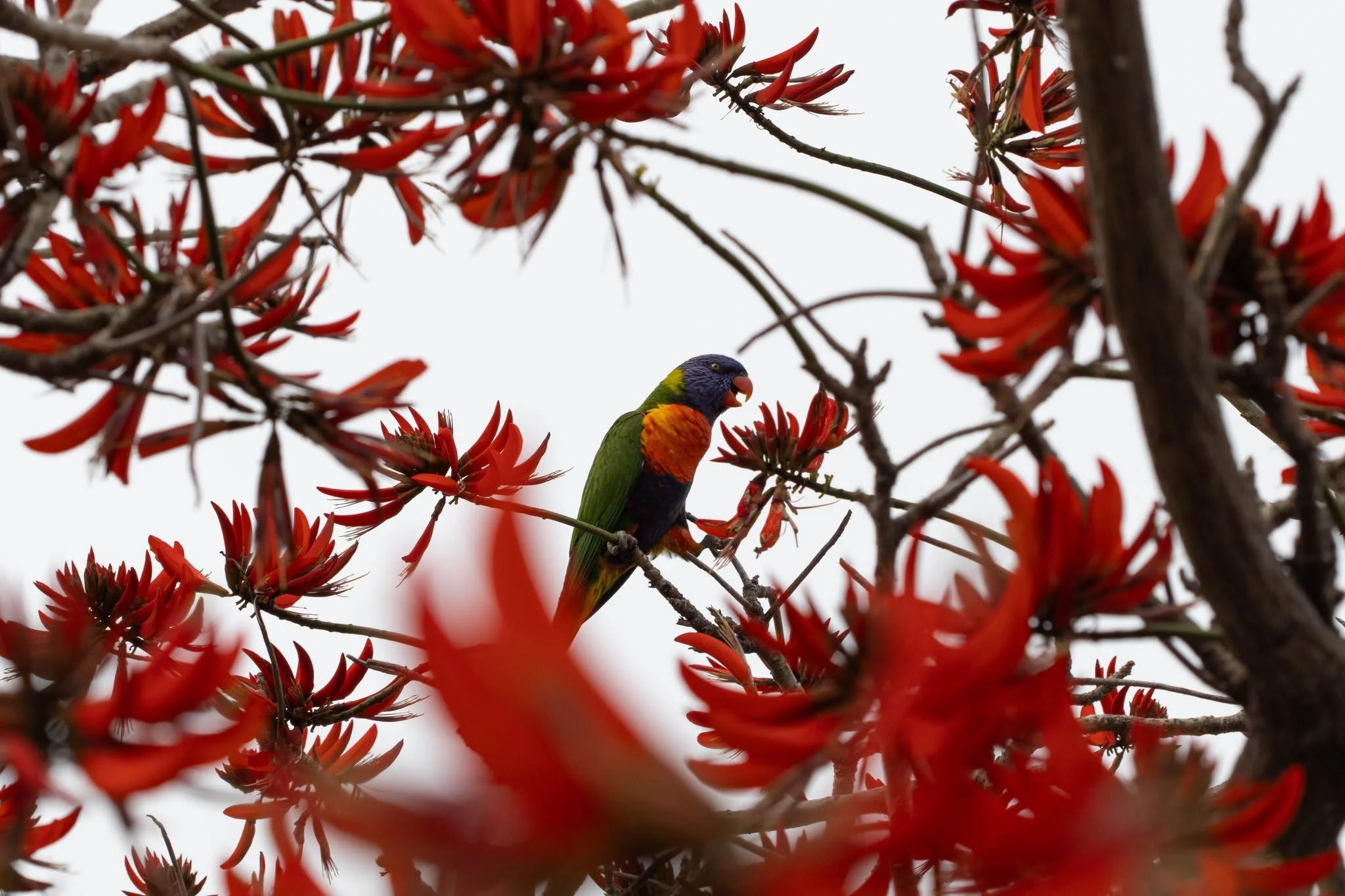 The Stunning Bird Taking Over WA That You Should Be Worried About