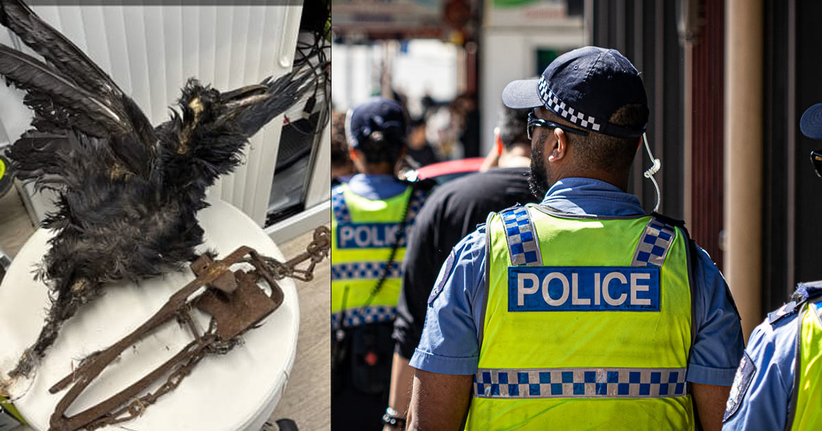 Baldivis Man Fined $5,000 Over Illegal Steel-Jaw Animal Trap