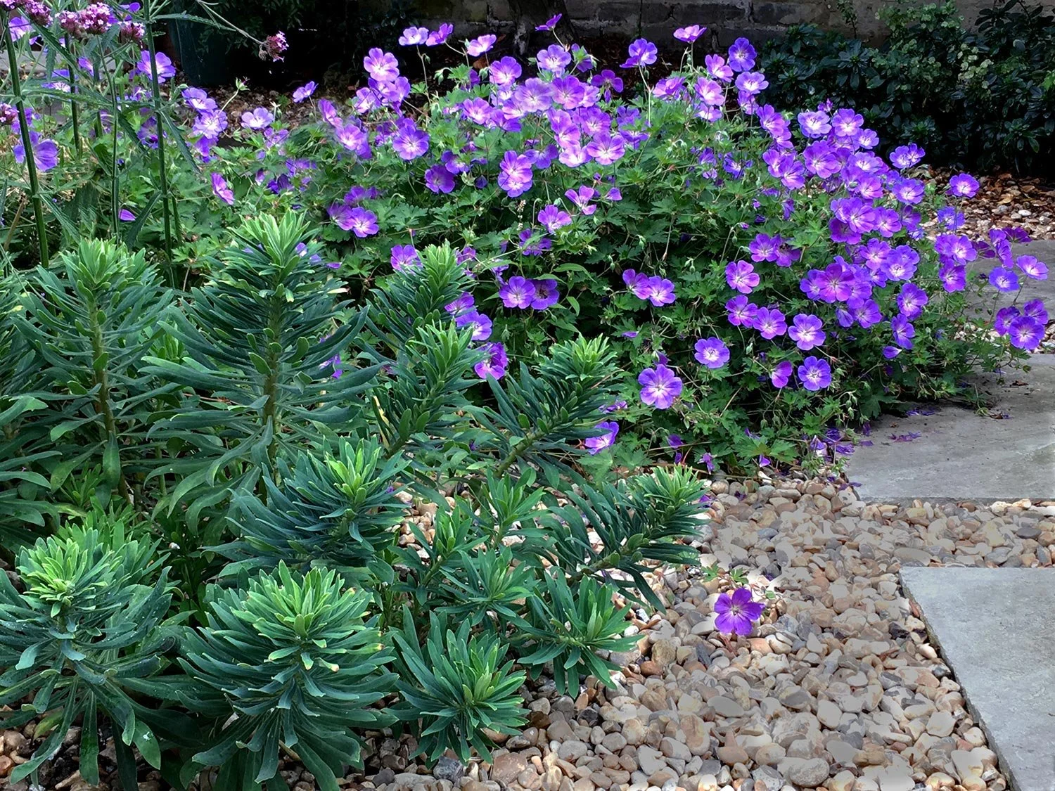 Blau blühender Storchschnabel Geranium Rozanne mit Wolfsmilch Euphorbia in einem Kiesgarten. 